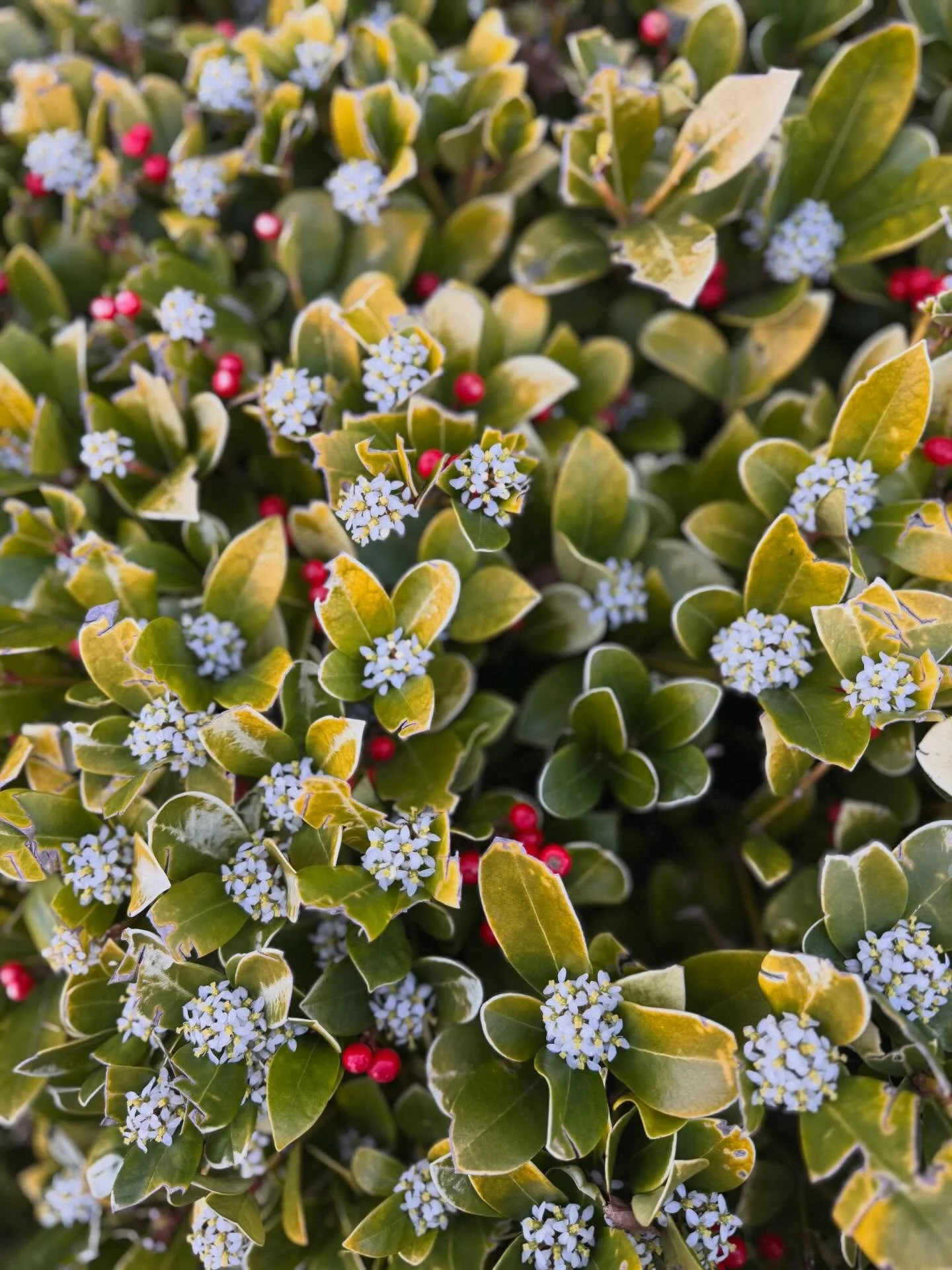 NATURE DICTATES 
Lovely colourways ❤️