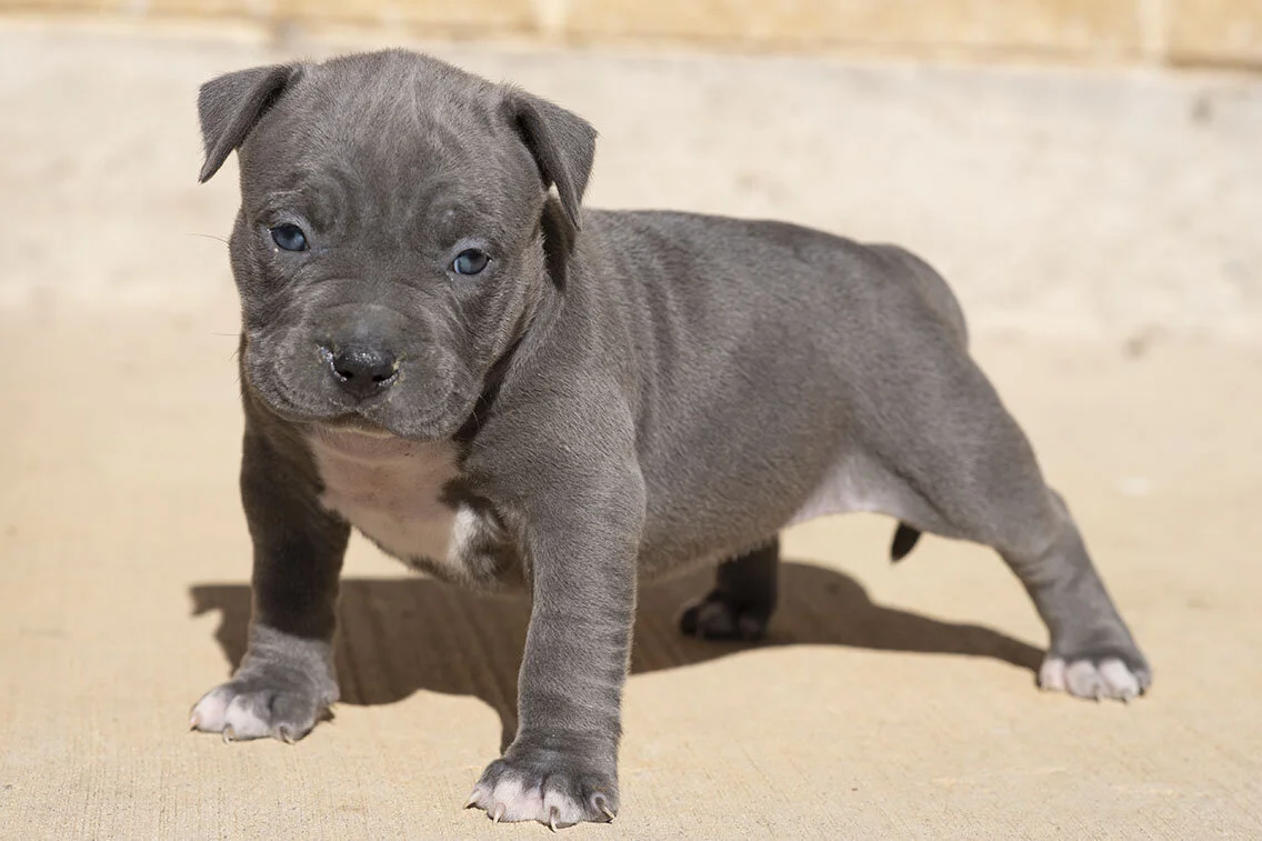 Puppy American Bullys Xxl Bully Xxl American Bully Xl Puppy Top