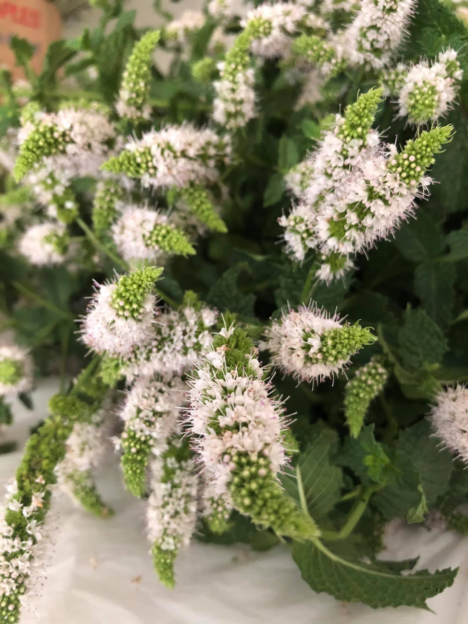 spearmint.jpg