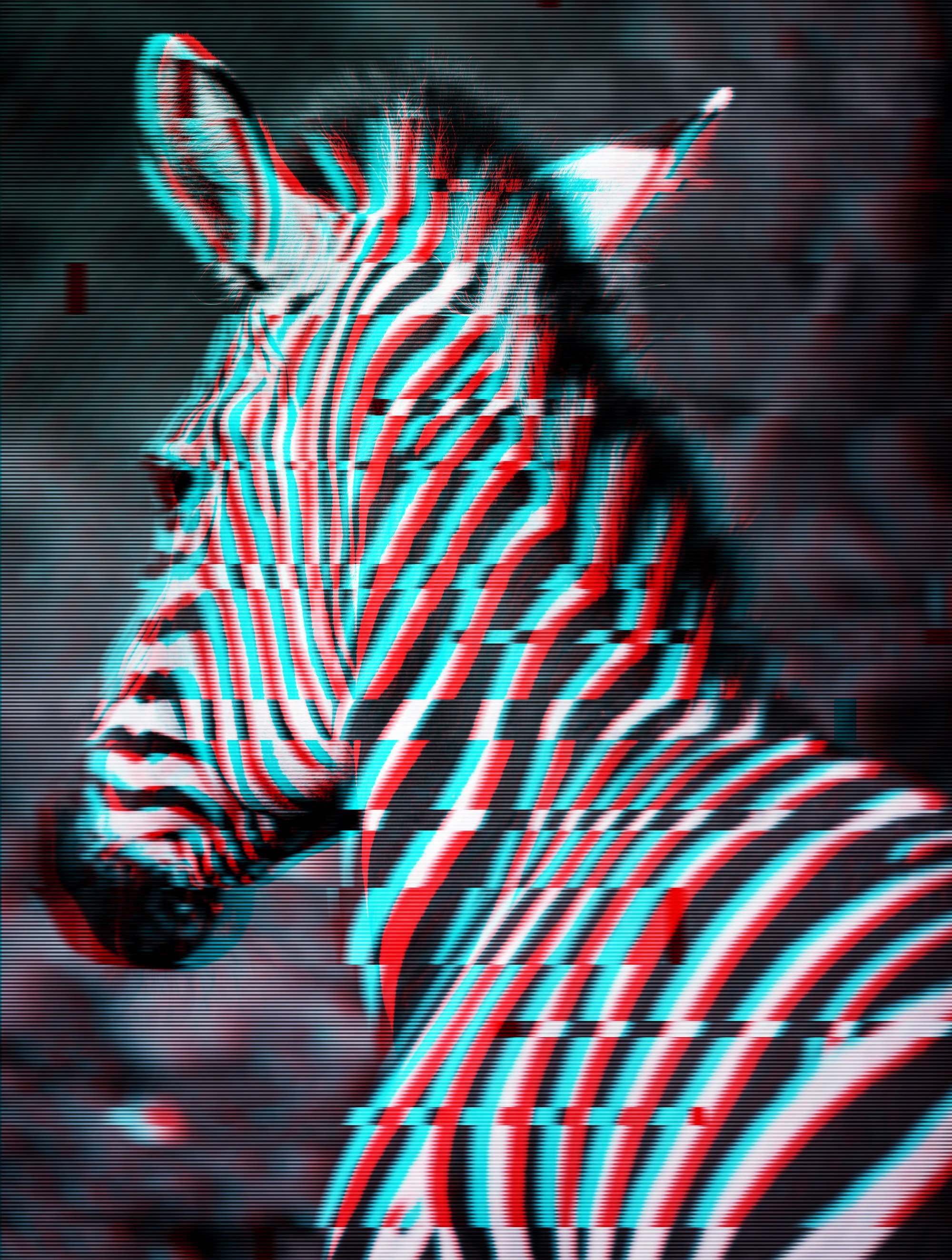 Zebra.jpg