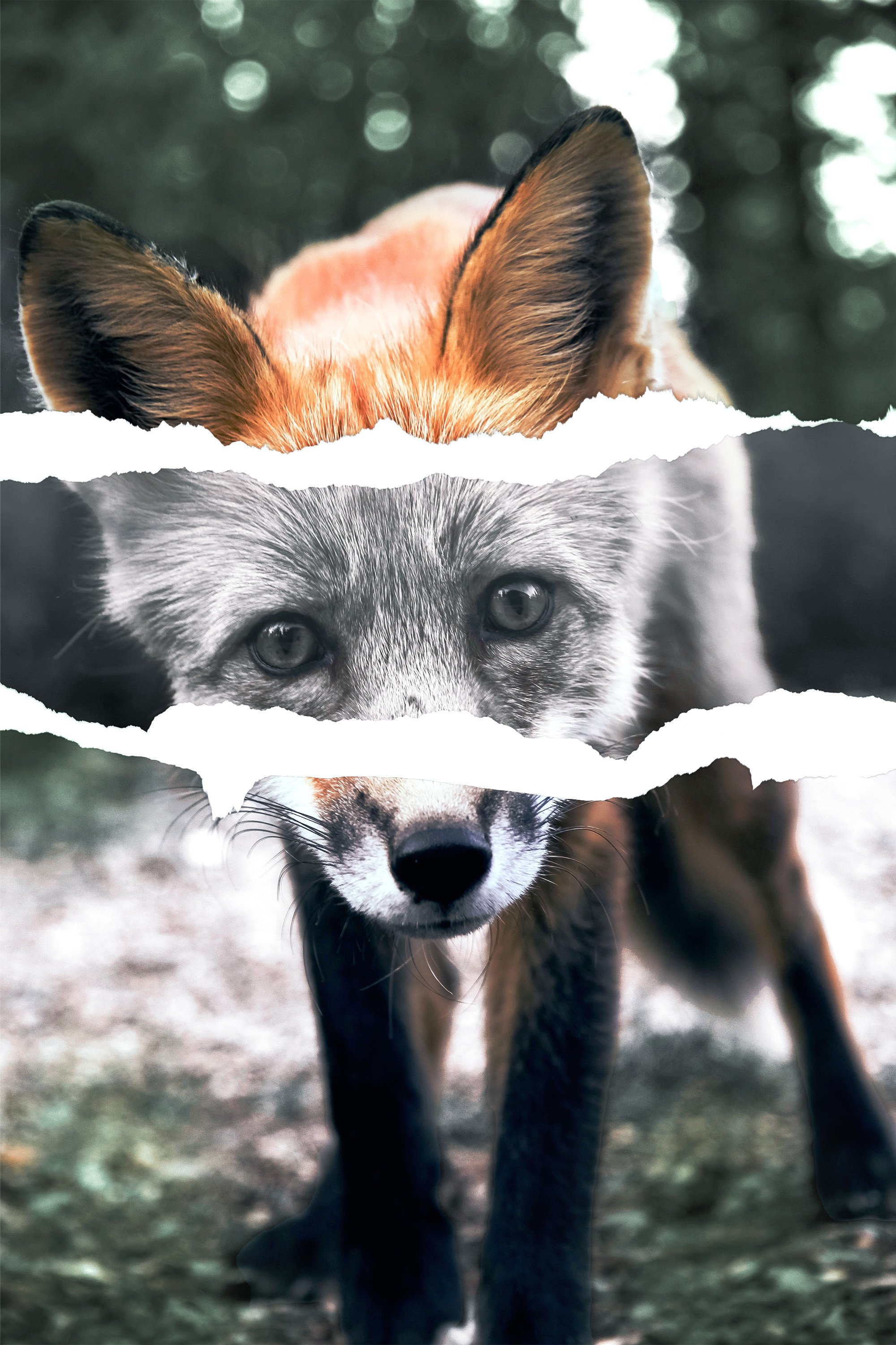 Torn Fox Photo.jpg