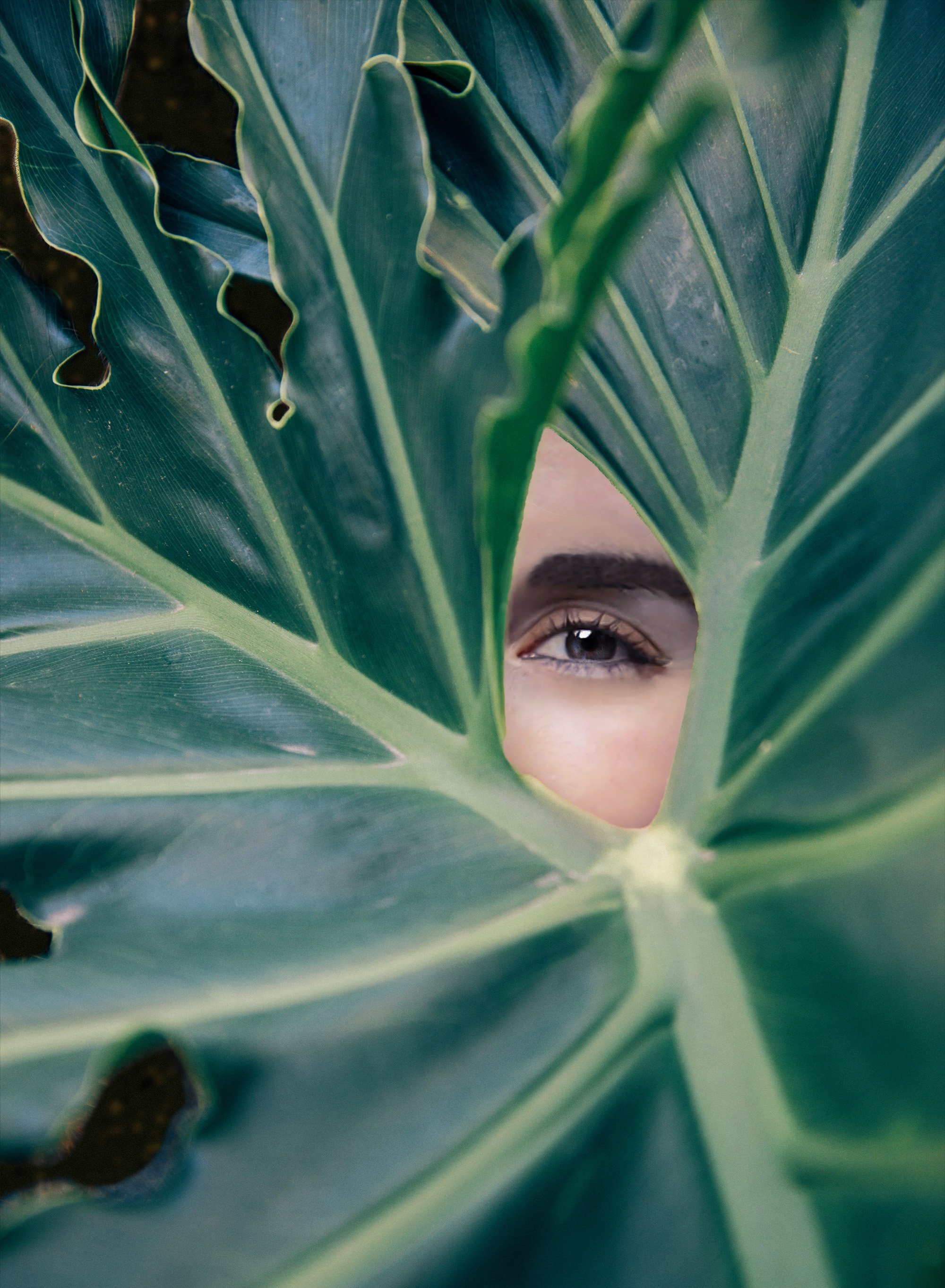 Eye in Leaf.jpg