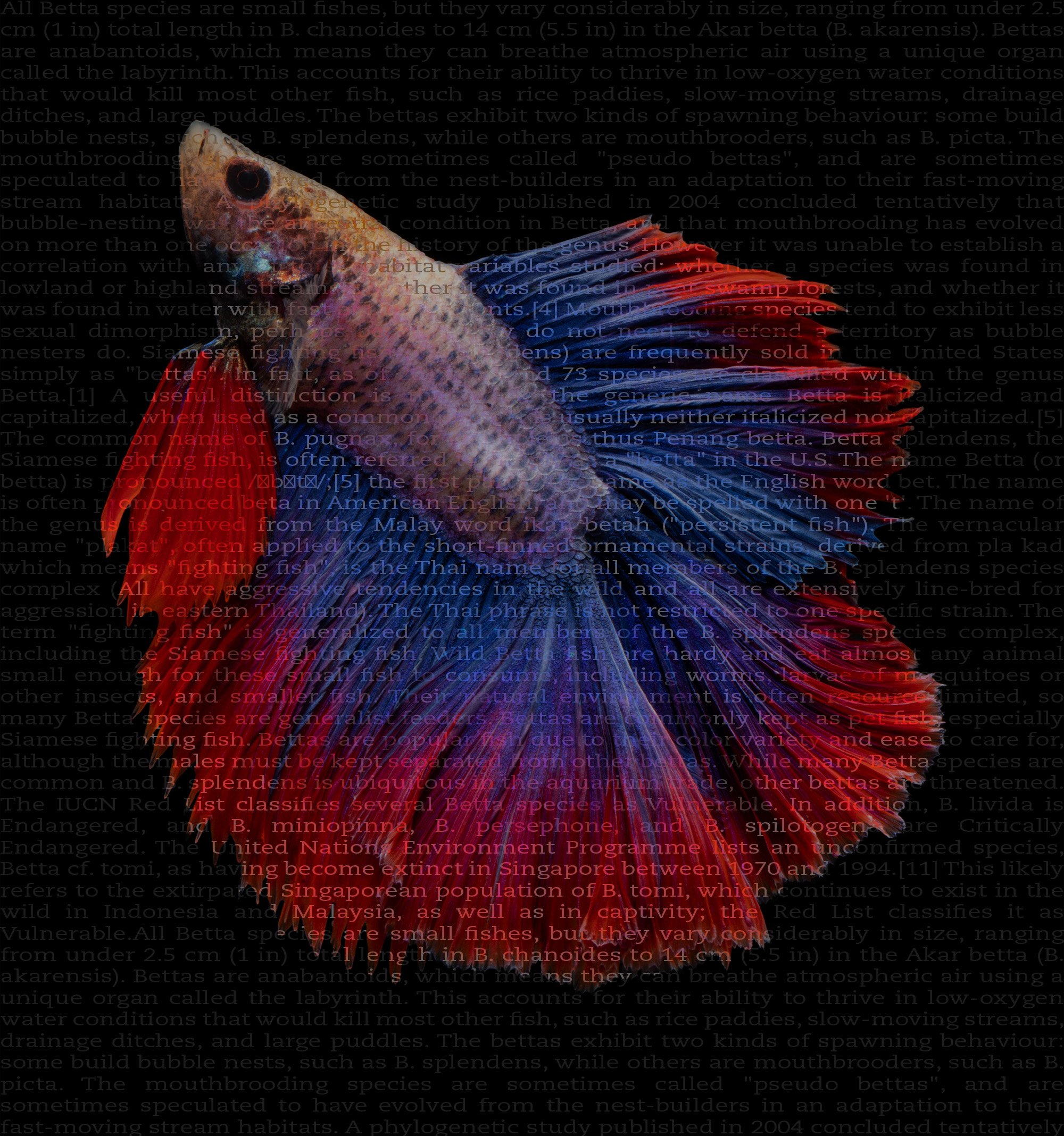 Fish Text Portrait.jpg