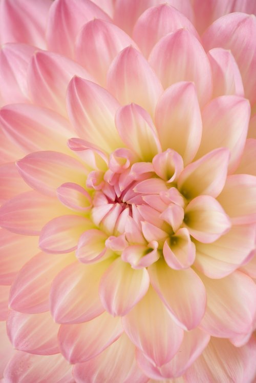 close up lotus.jpeg