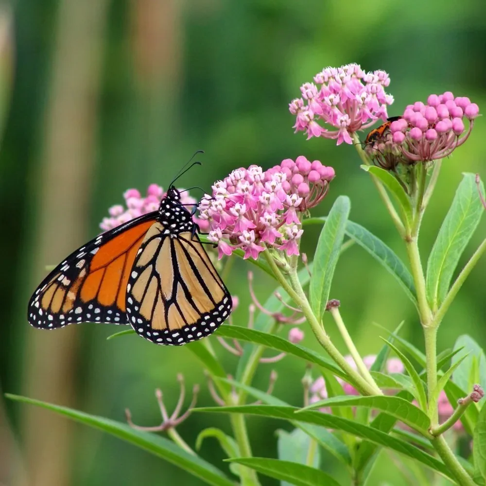 Great Pond Native Planting 