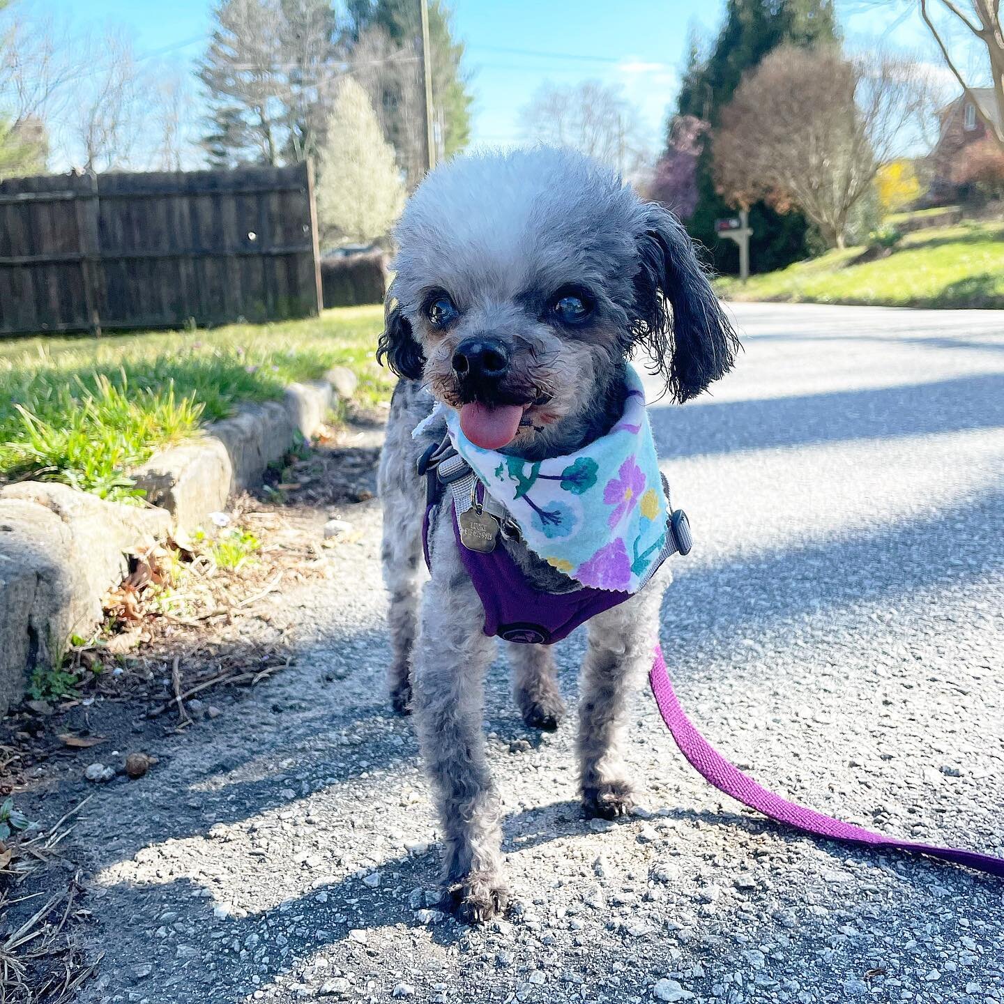 Sassy senior Lucky showing off his new haircut to the neighborhood 🌸🌿