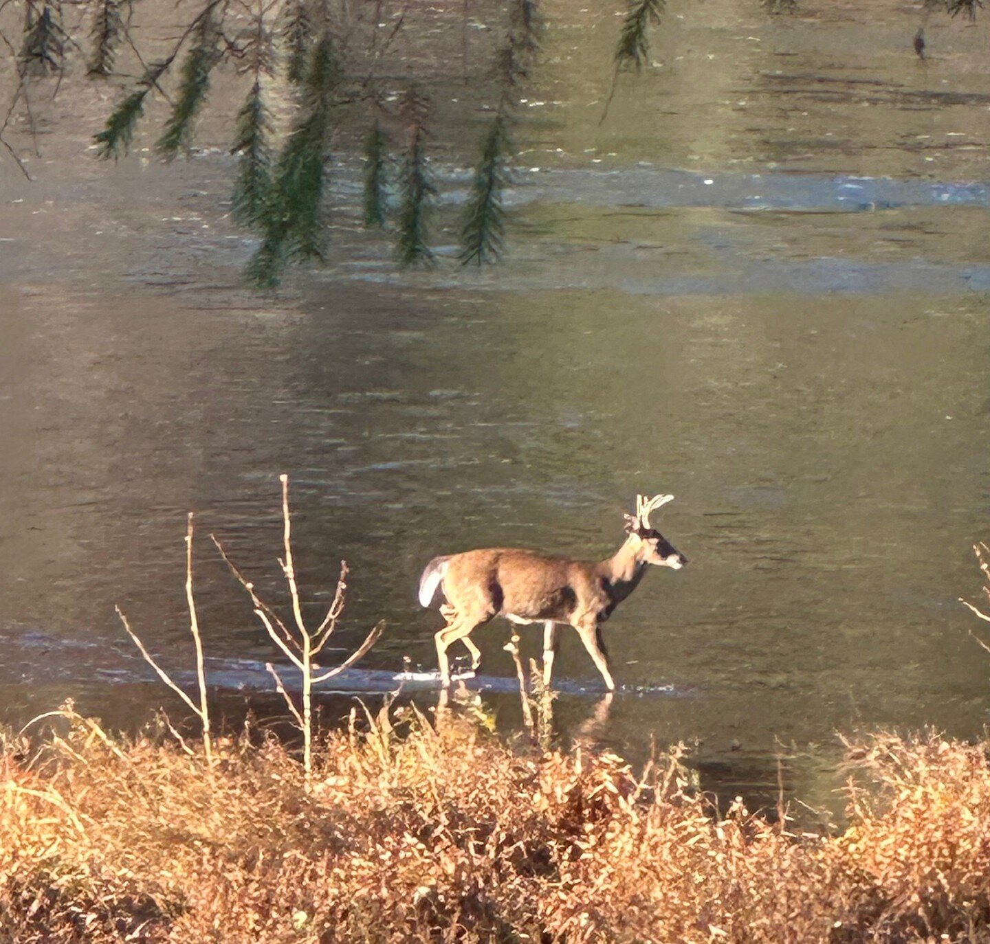 Oh deer, is it almost 2024 already?⁠
.⁠
.⁠
.⁠
⁠Powered by The Freelance Bee, DM for business inquiries.⁠
⁠
#missionpossibleny #narrowsburgny #narrowsburg #nystateofmind #catskillsny #catskillsairbnbny #catskillmountains #delawareriver #airbnbny #cats