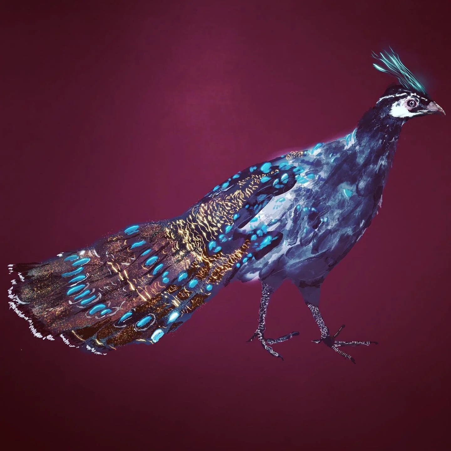 Peacock-pheasant