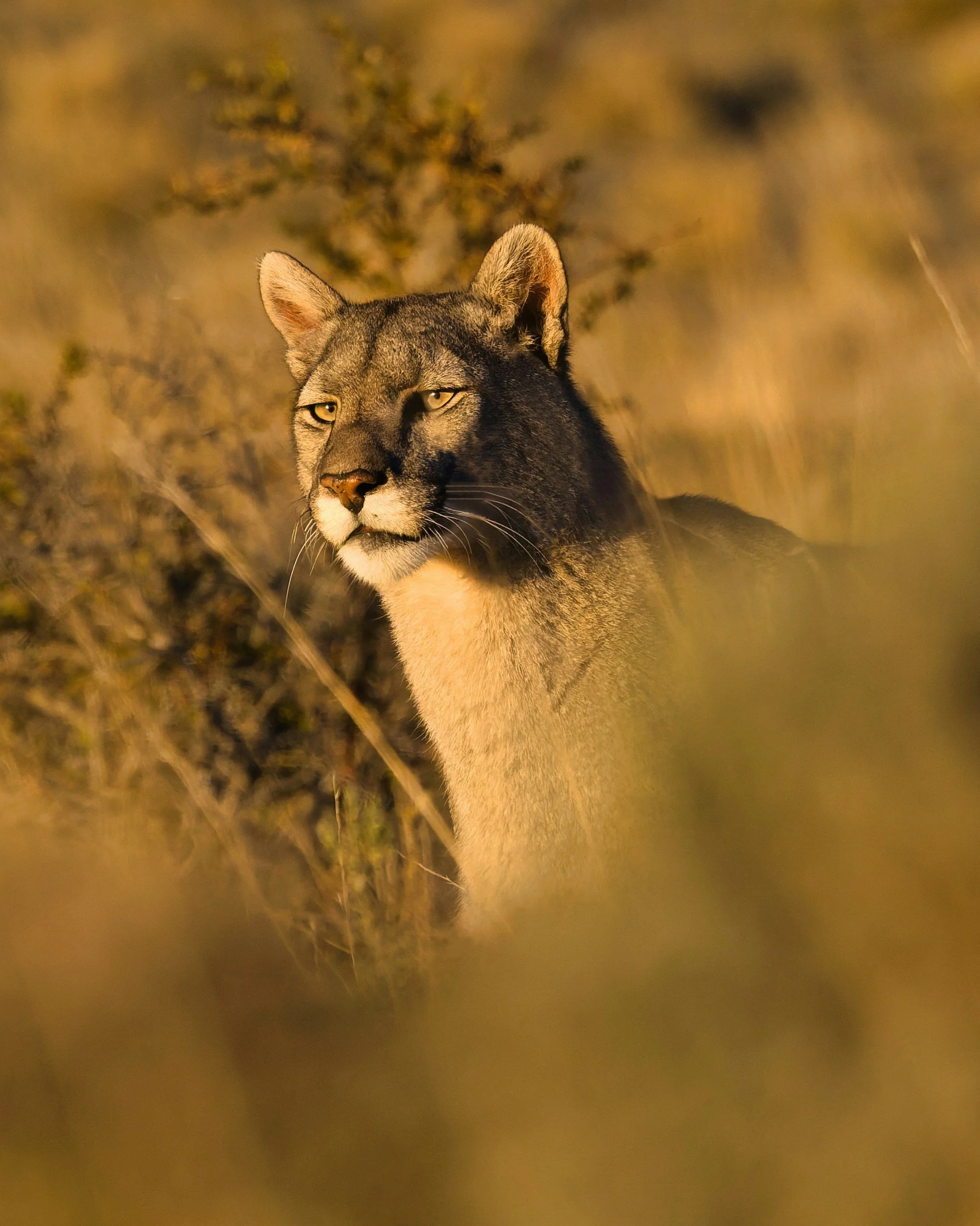 The Precious Wild