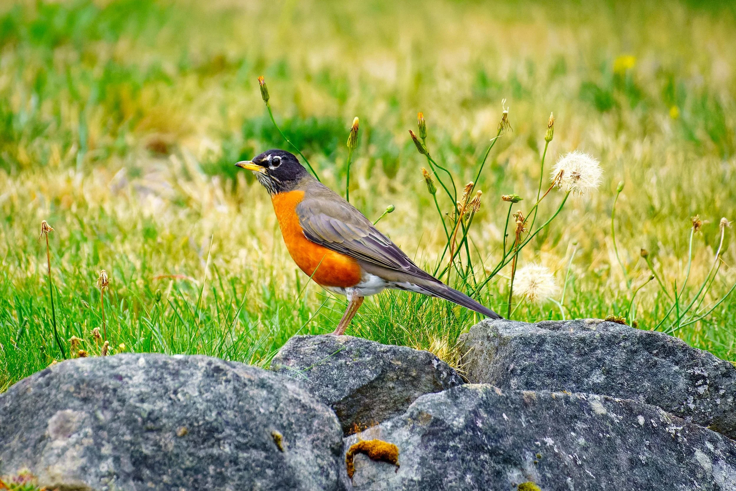 DSC02254-1-ARW_DxO_DeepPRIME.jpg