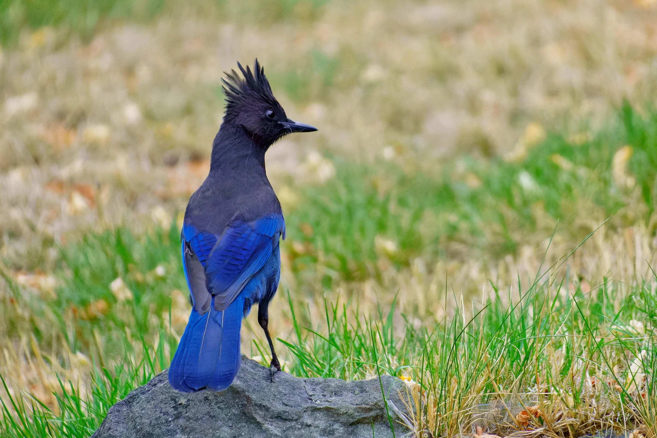 DSC02428-1-ARW_DxO_DeepPRIME.jpg