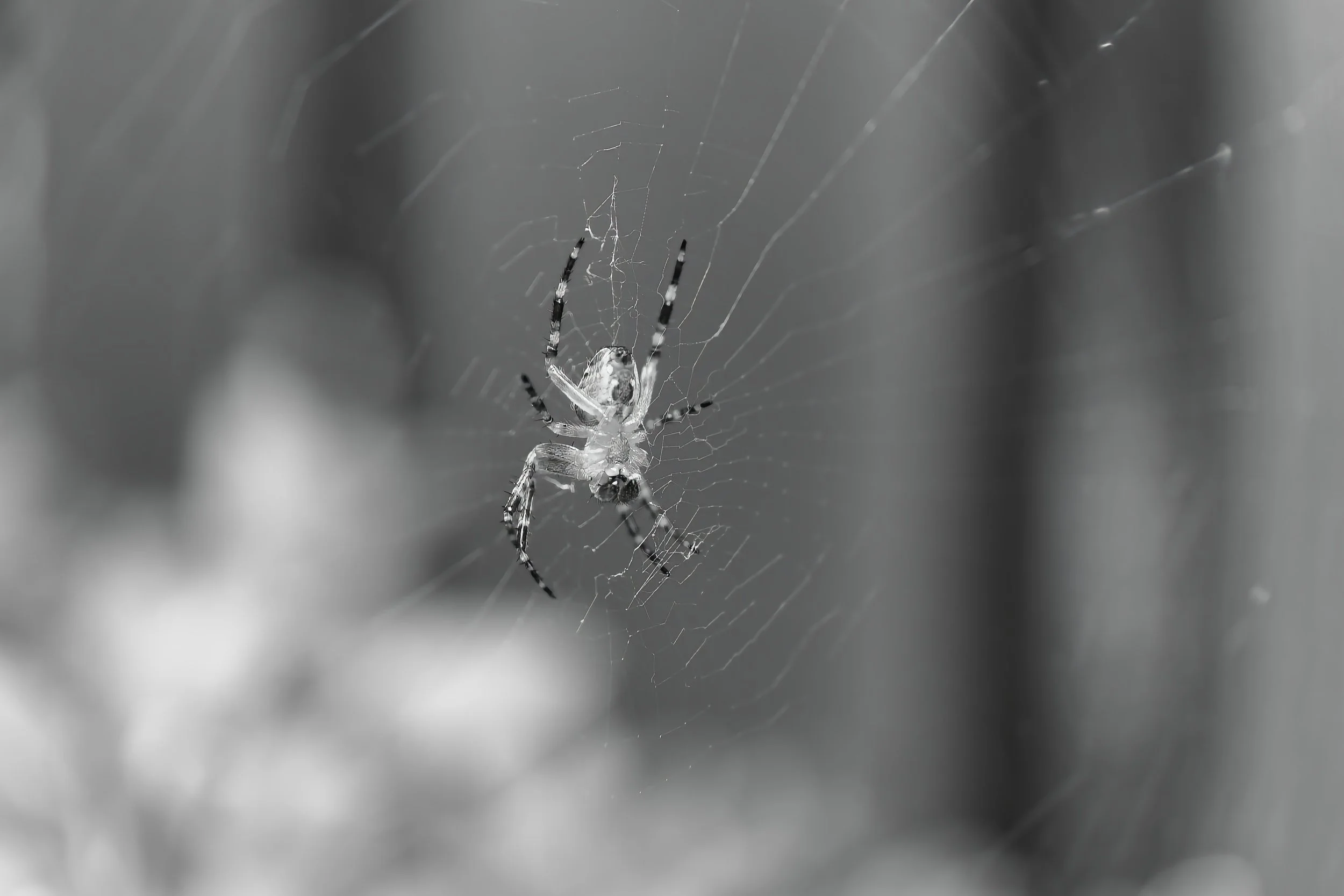 DSC02014-ARW_DxO_DeepPRIME.jpg