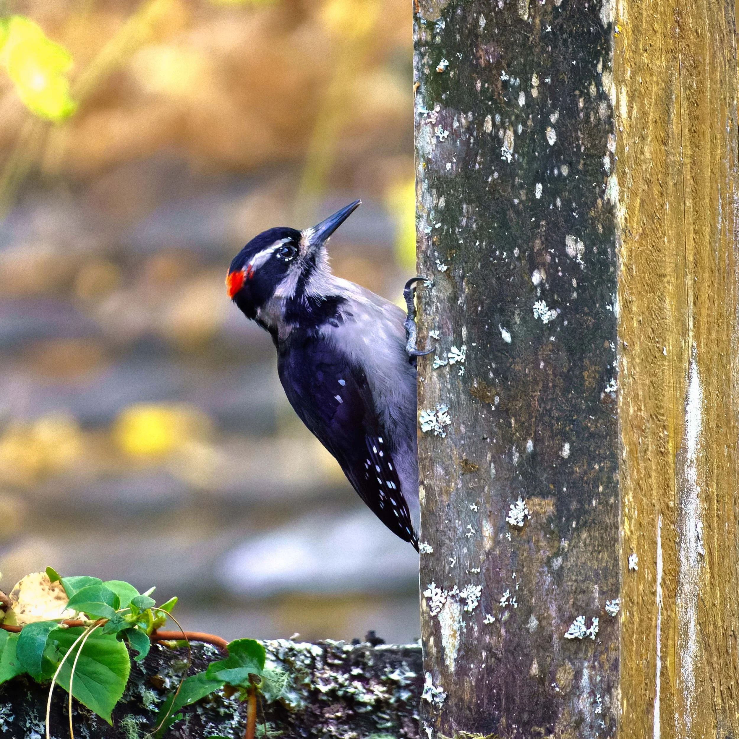 DSC02288-1-ARW_DxO_DeepPRIME.jpg