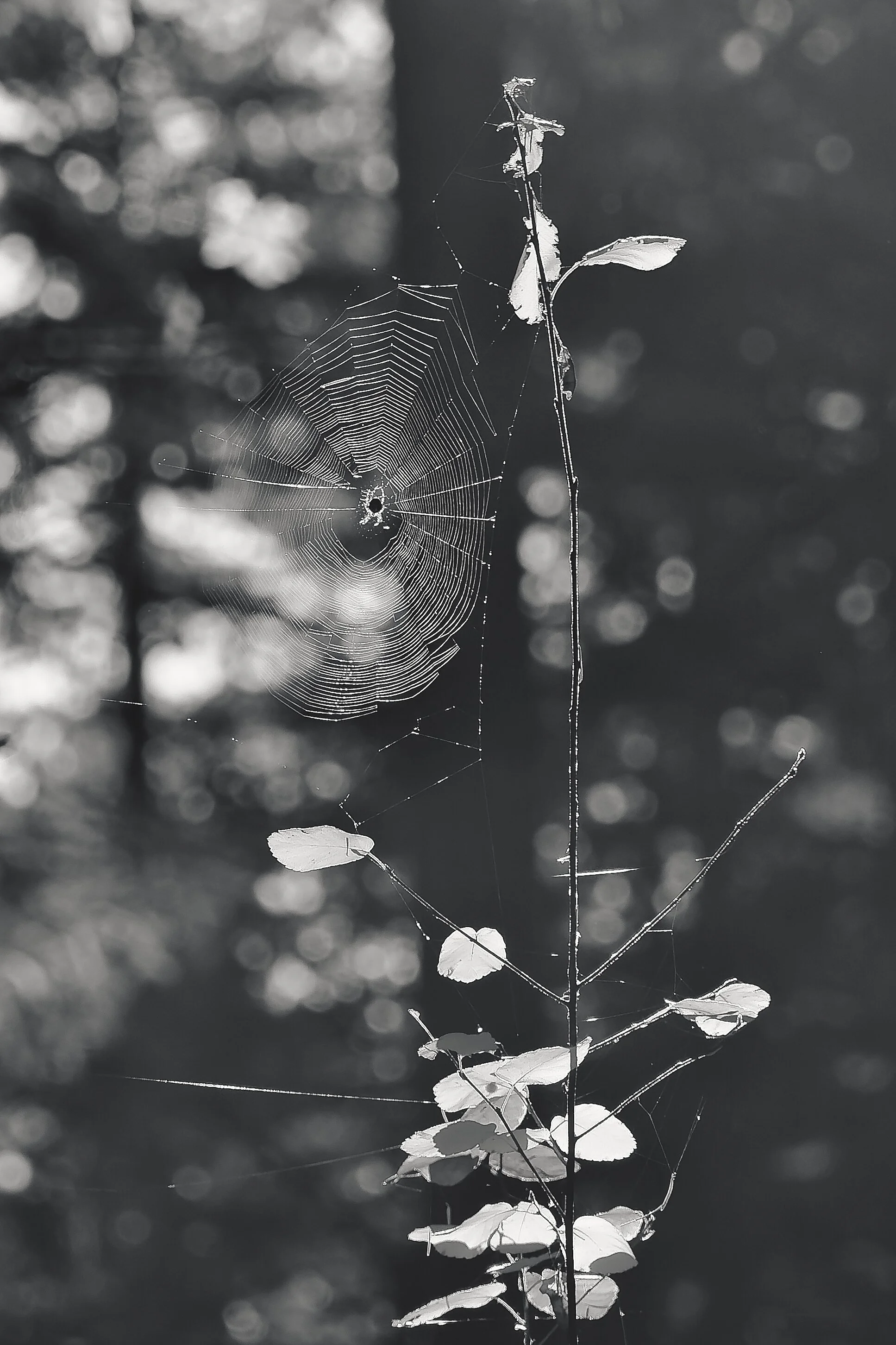 DSC00421-ARW_DxO_DeepPRIME.jpg
