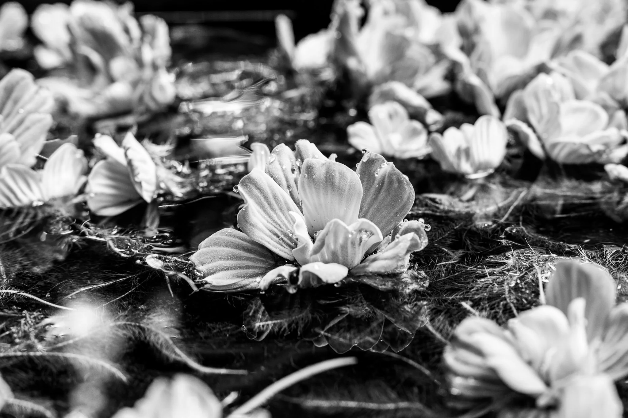 LilyFest 2022