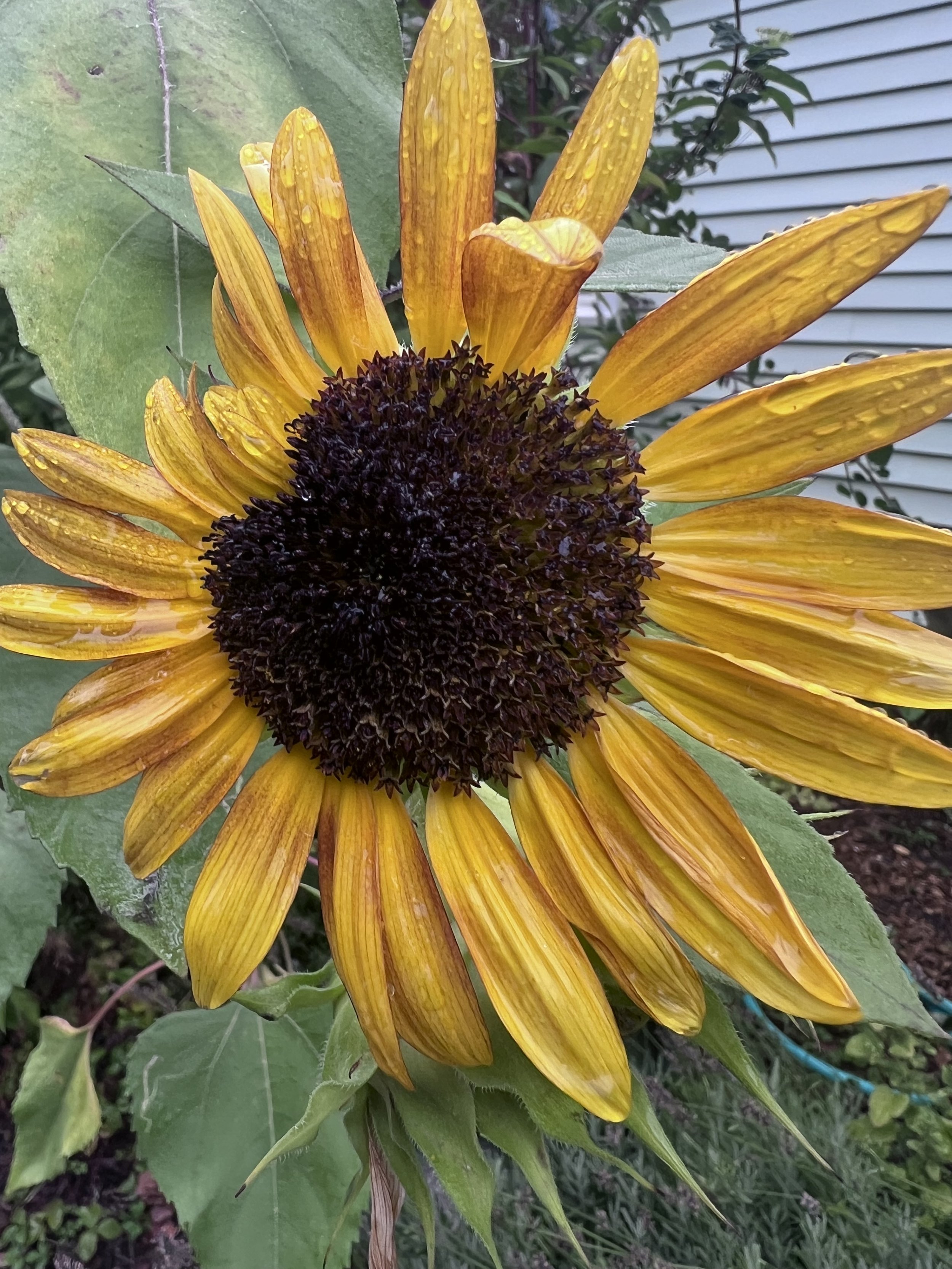 Embracing Transitions