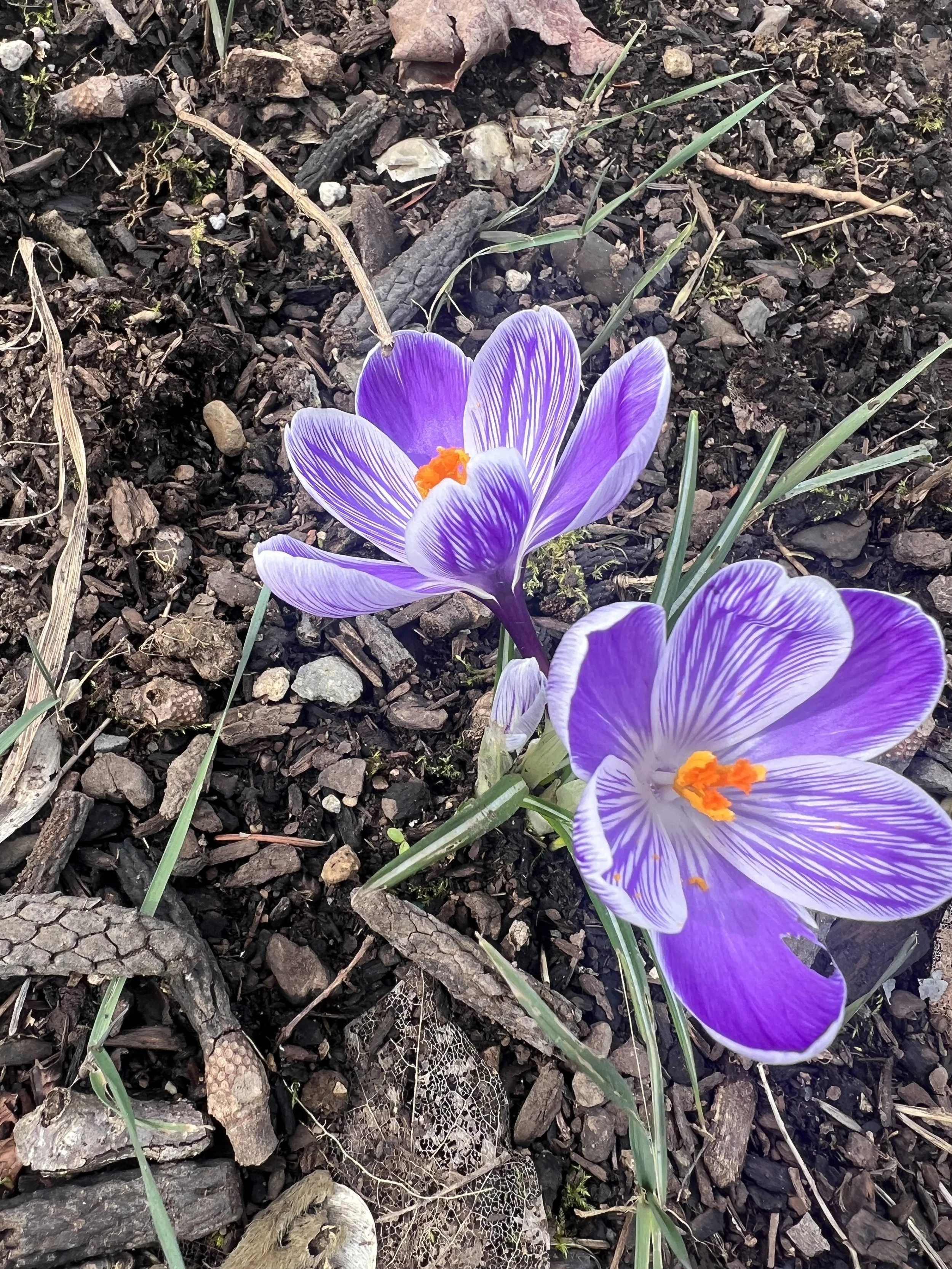 purple crocuses pushing through the dirt in Portland Oregon