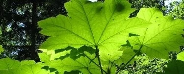 Devil's Club; Samhain Medicine Part 2