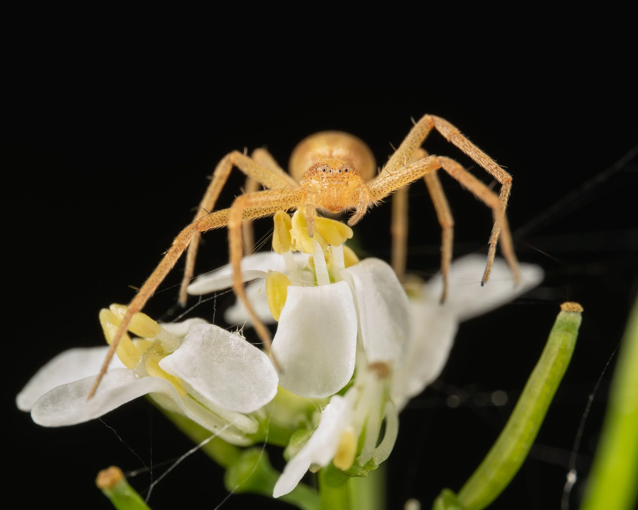 Spiders Spring 2022-4.JPG