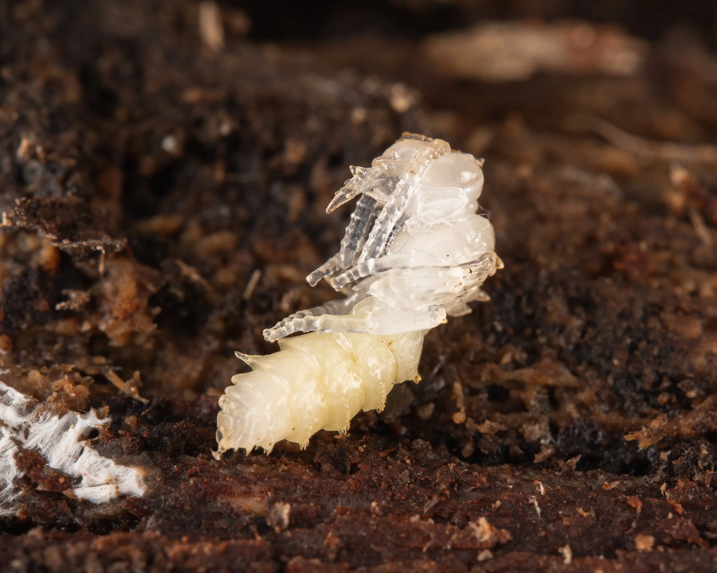 Bee loses Baby-3.JPG