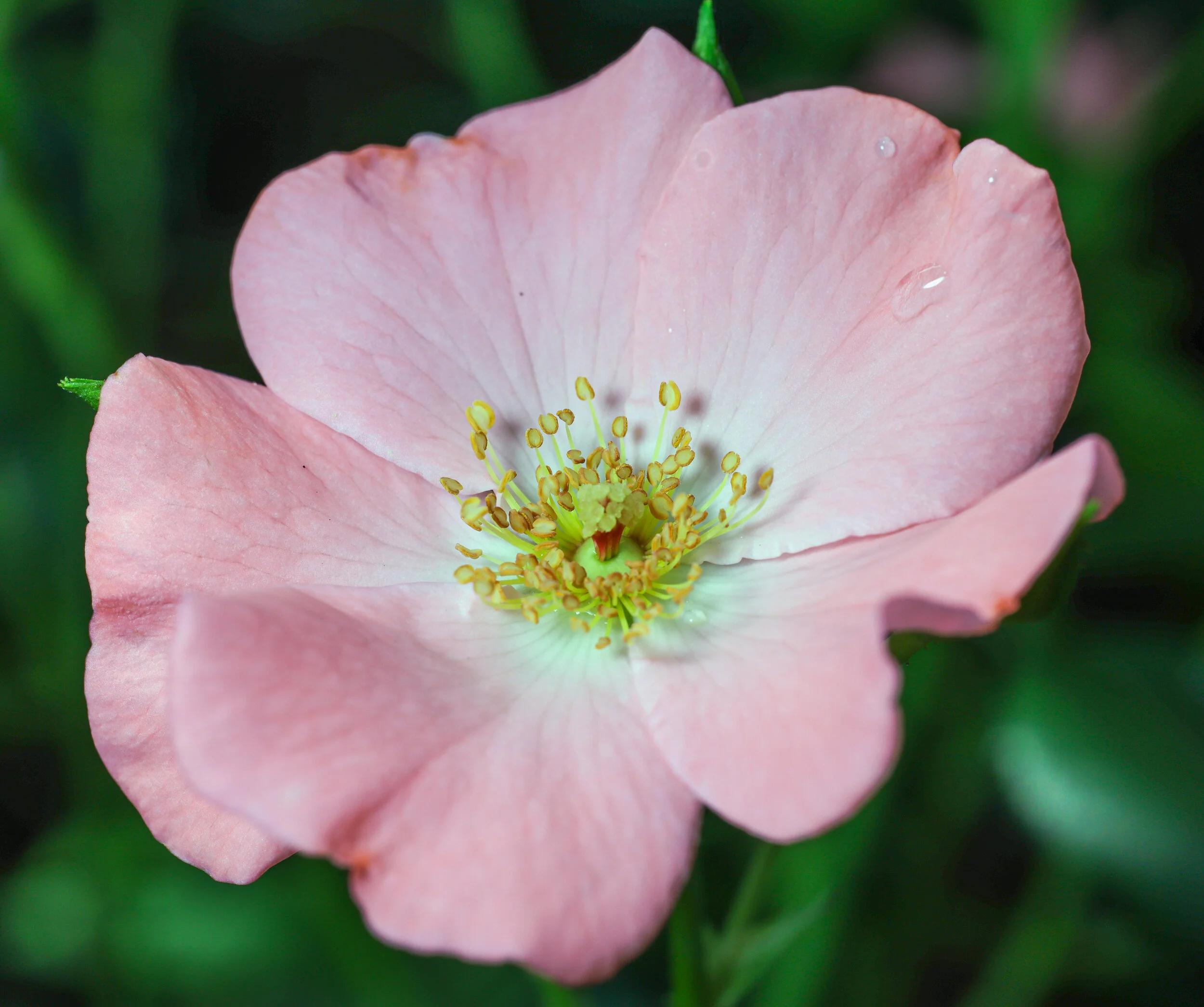 FlowersStigmata.jpg