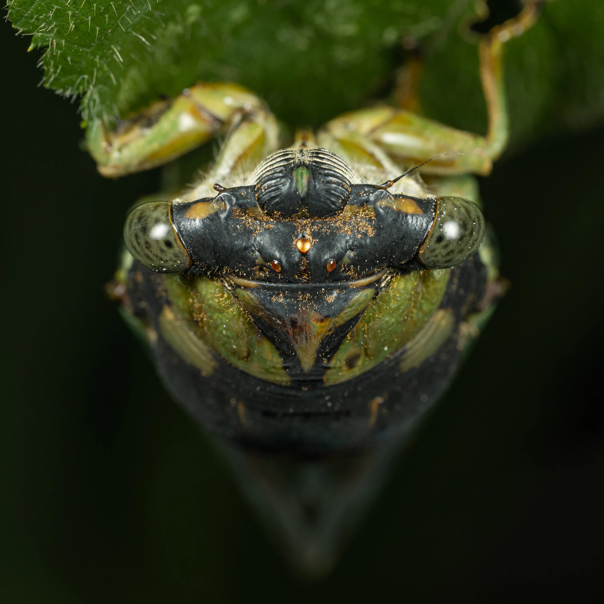 Cicada-2.jpg