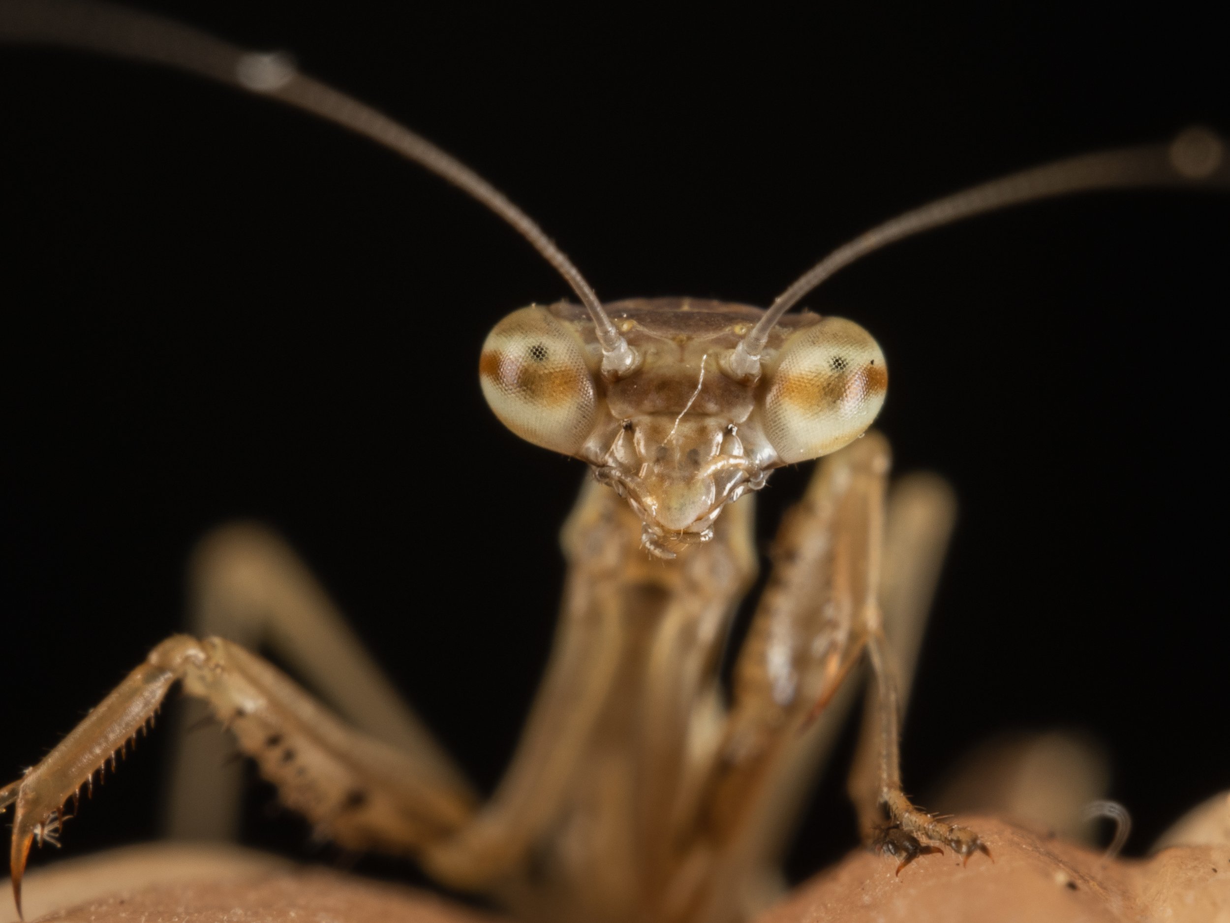 Mantis Newt Release-3.JPG