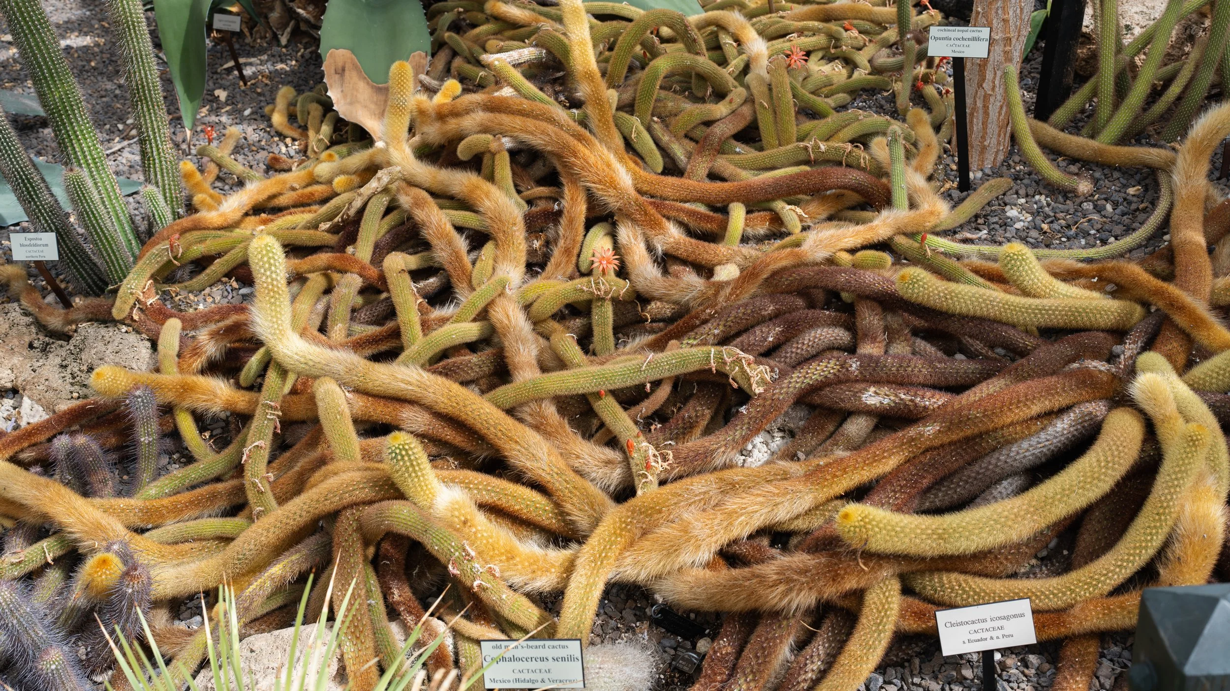 New York Botanical Garden Grounds-7.JPG