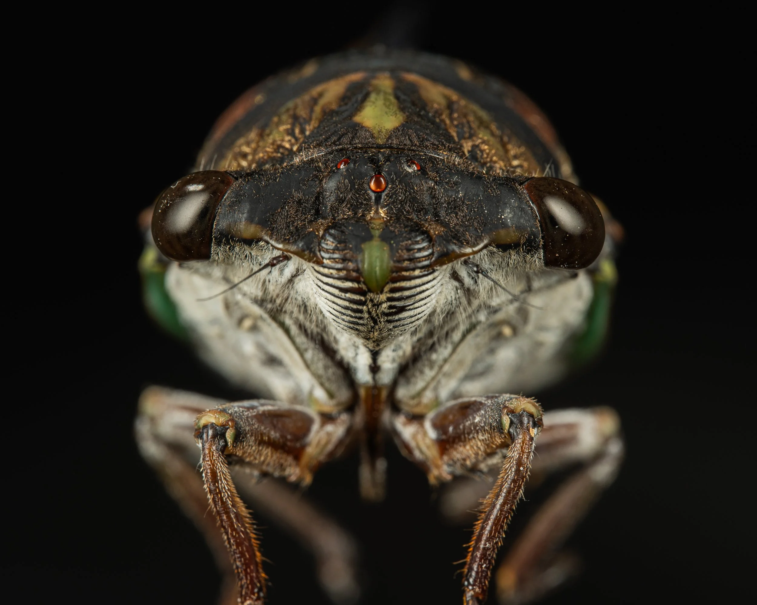 Cicada Summer 2022.JPG