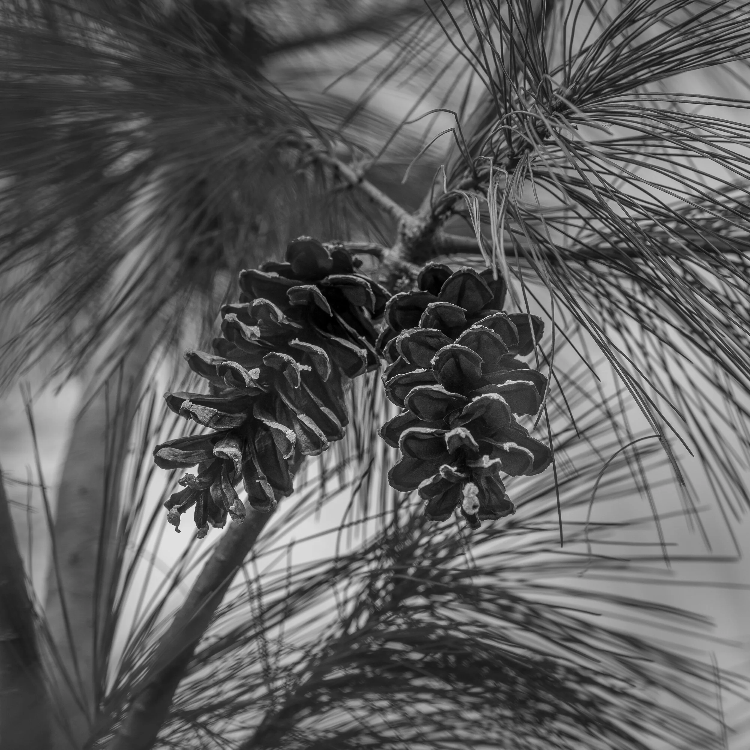 BlackNWhitePineCone.jpg