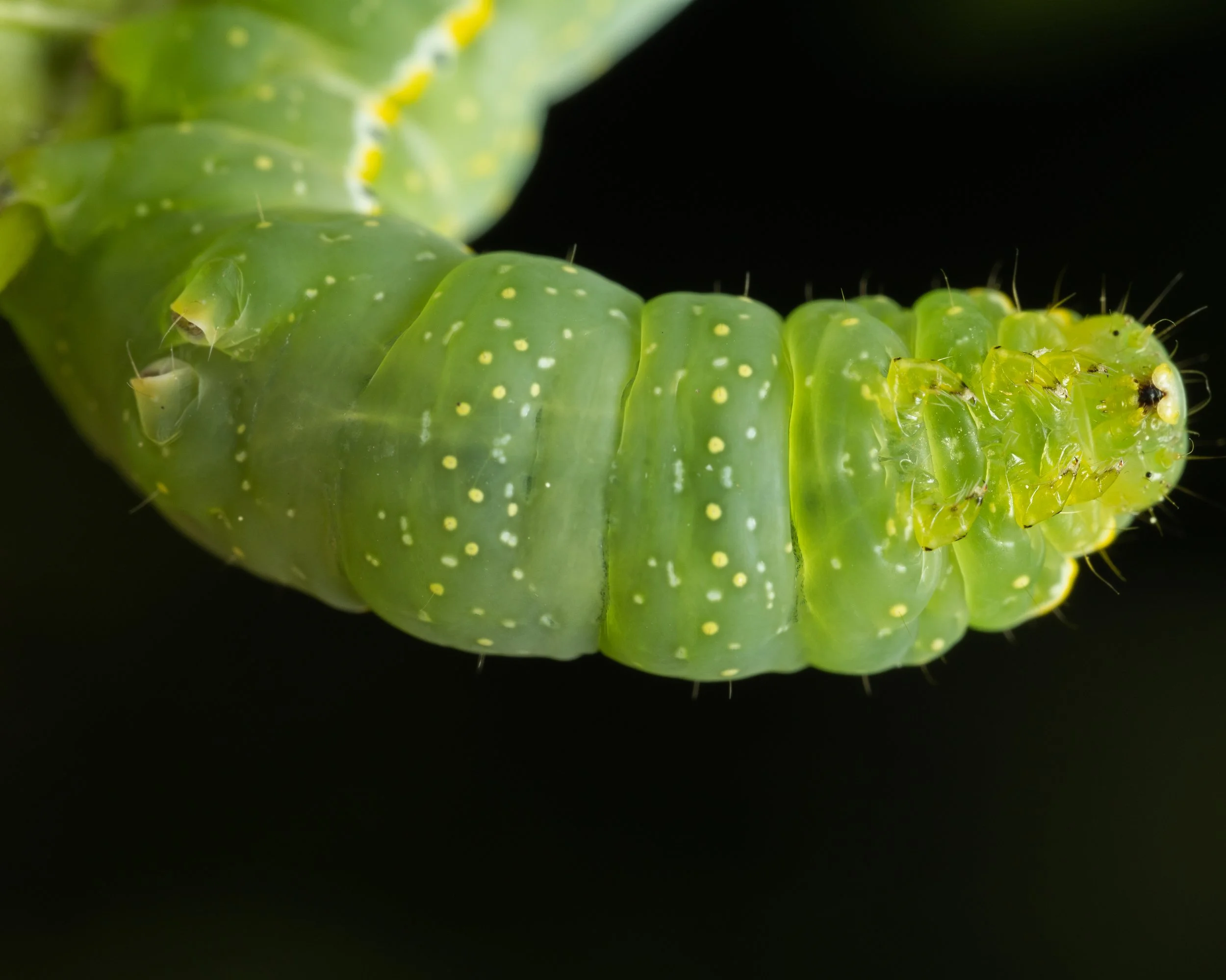 Caterpillar Spring 2022-6.JPG