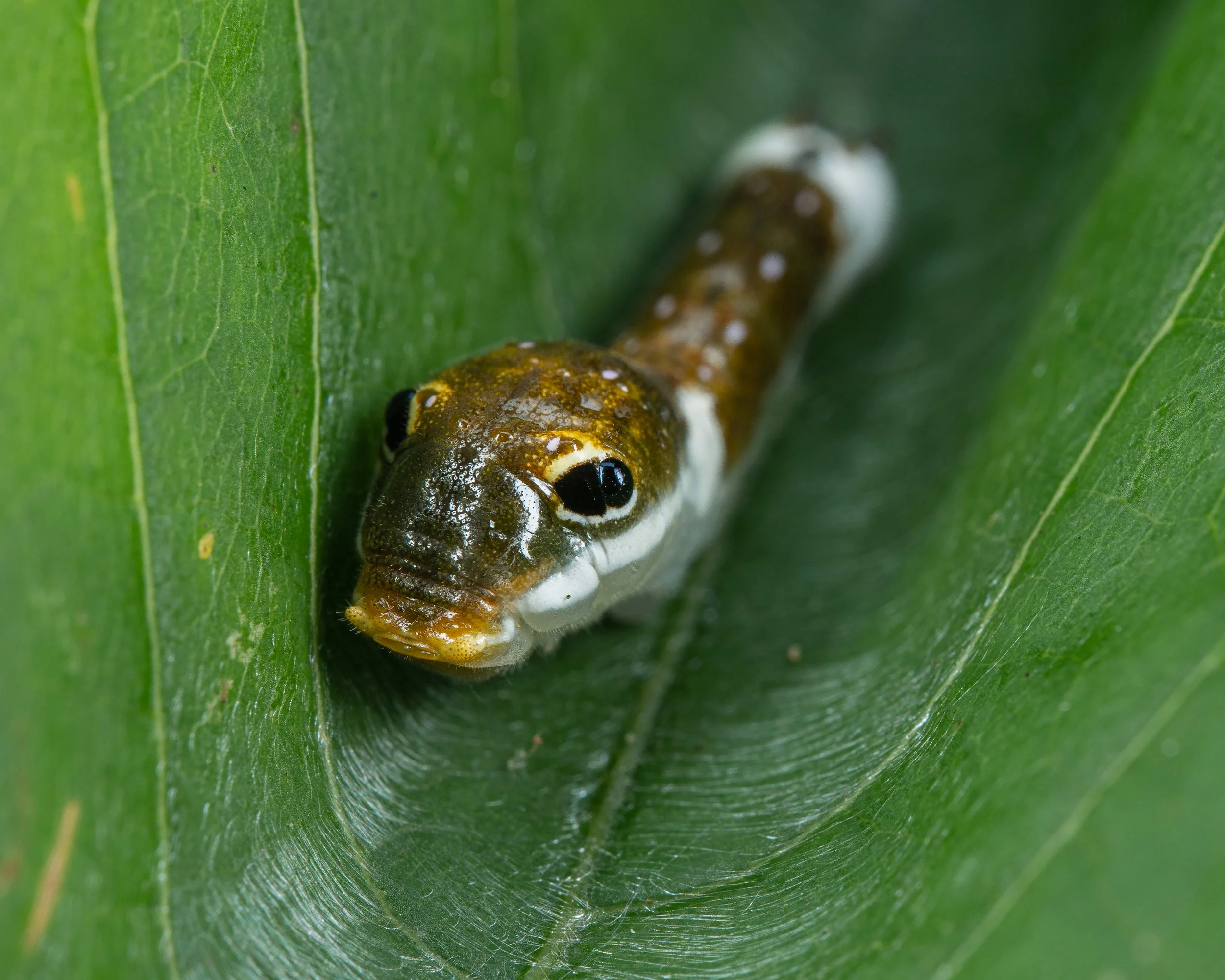 Caterpillar with Eyes.JPG