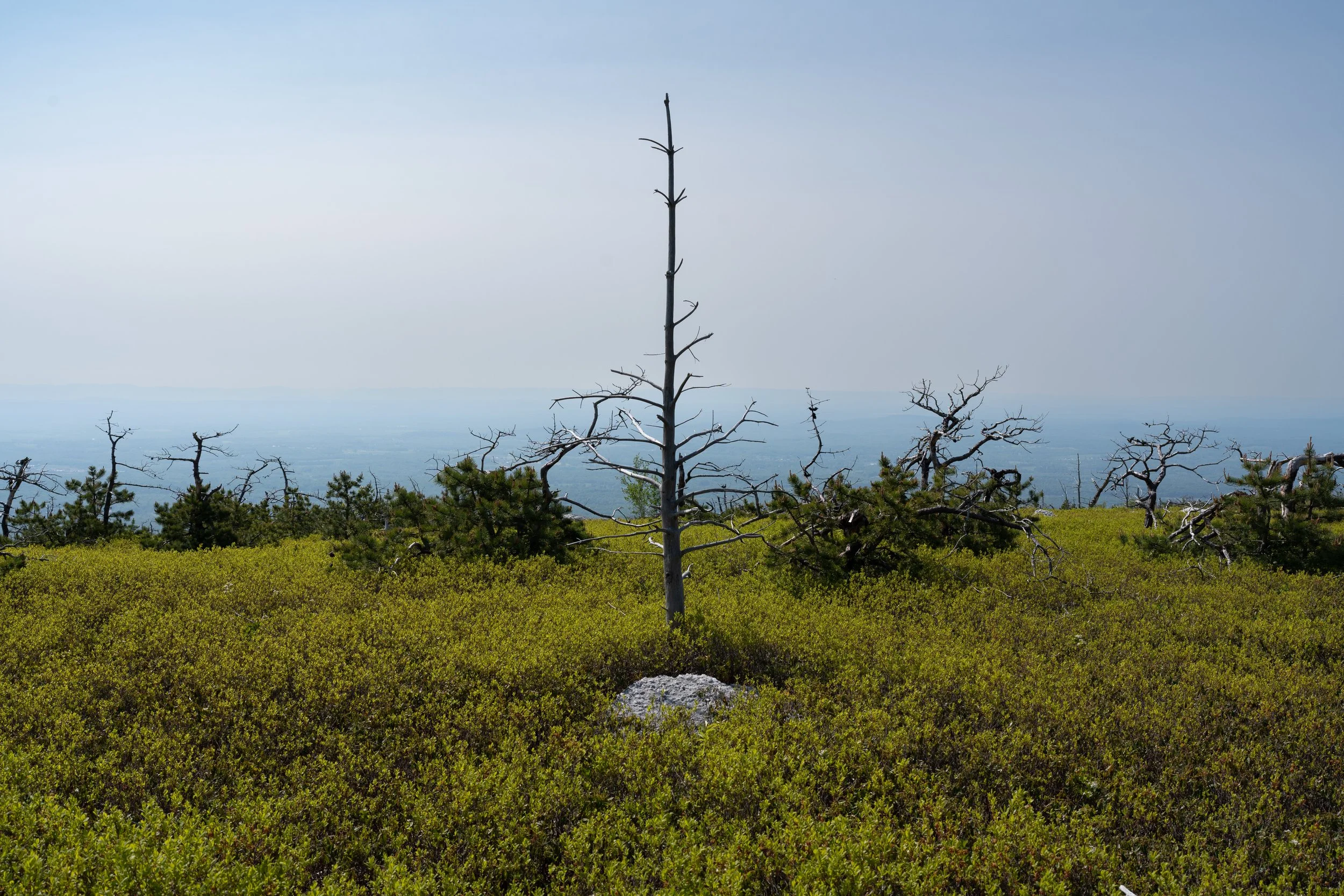 Sad tree Sams Point Overlook.jpg