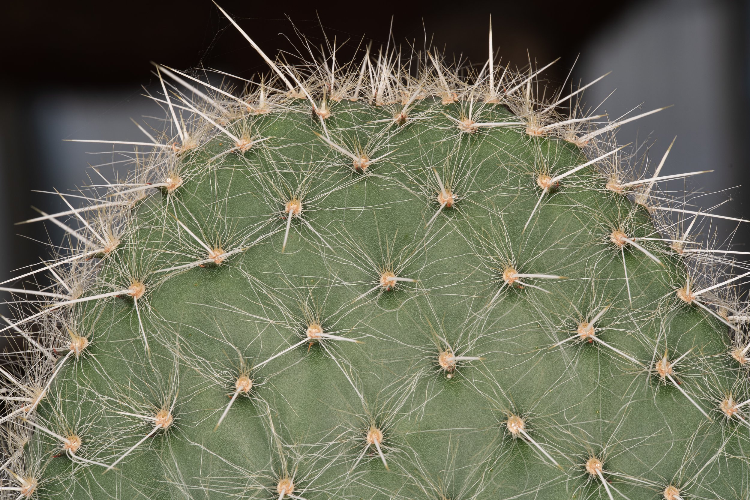 New York Botanical Garden Grounds-13.JPG