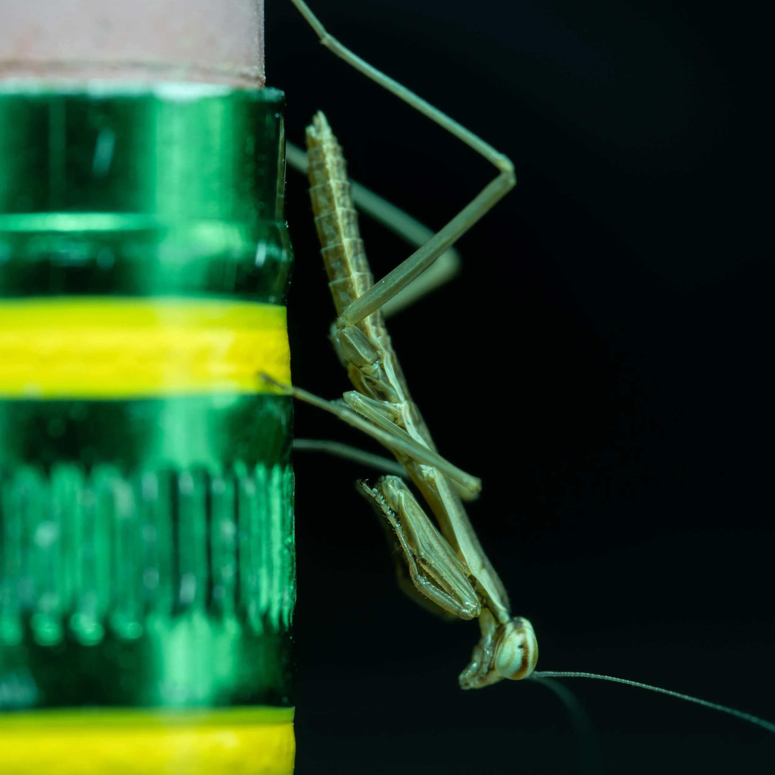 mantis baby macro day3-28.jpg