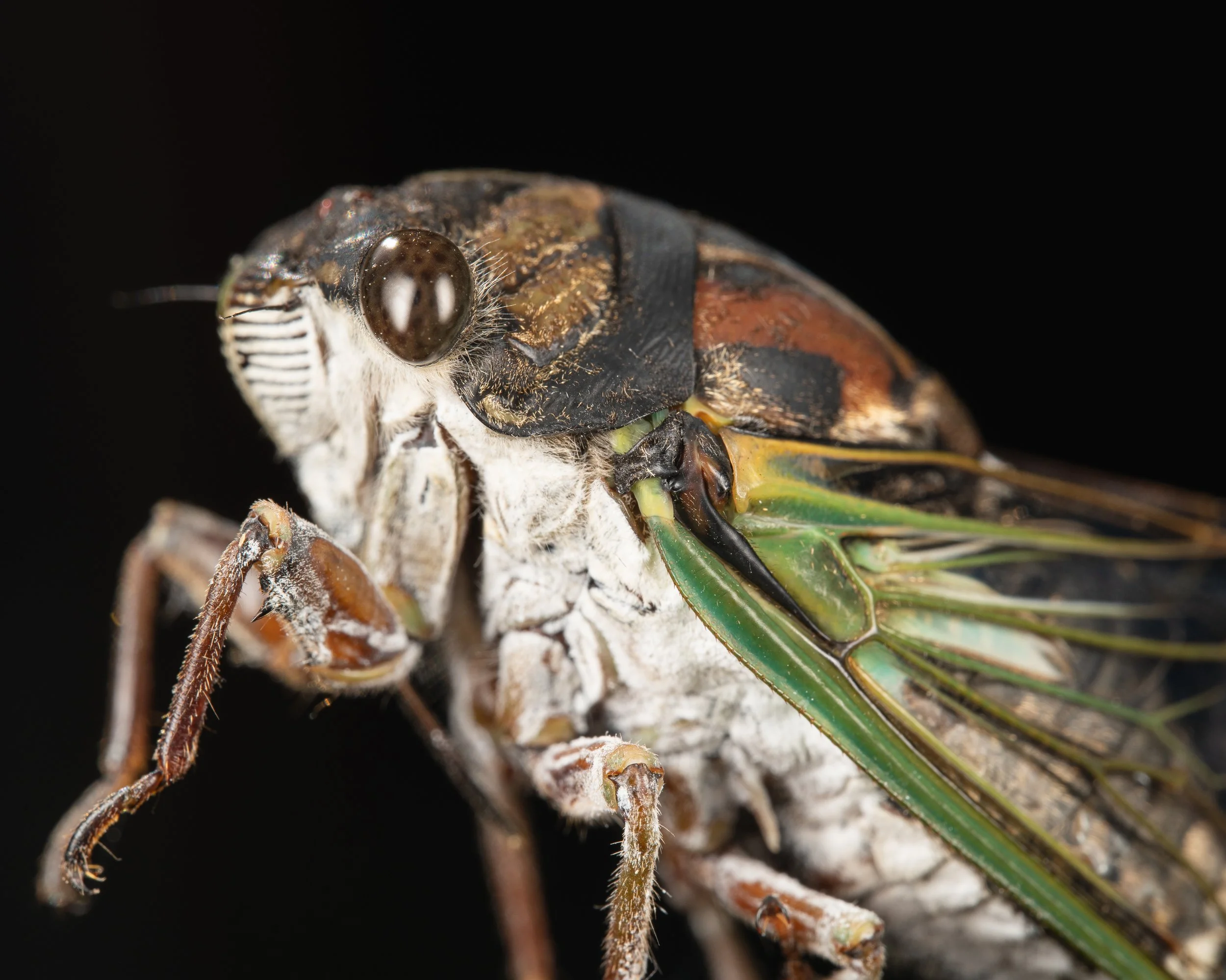 Cicada profile Summer 2022.JPG