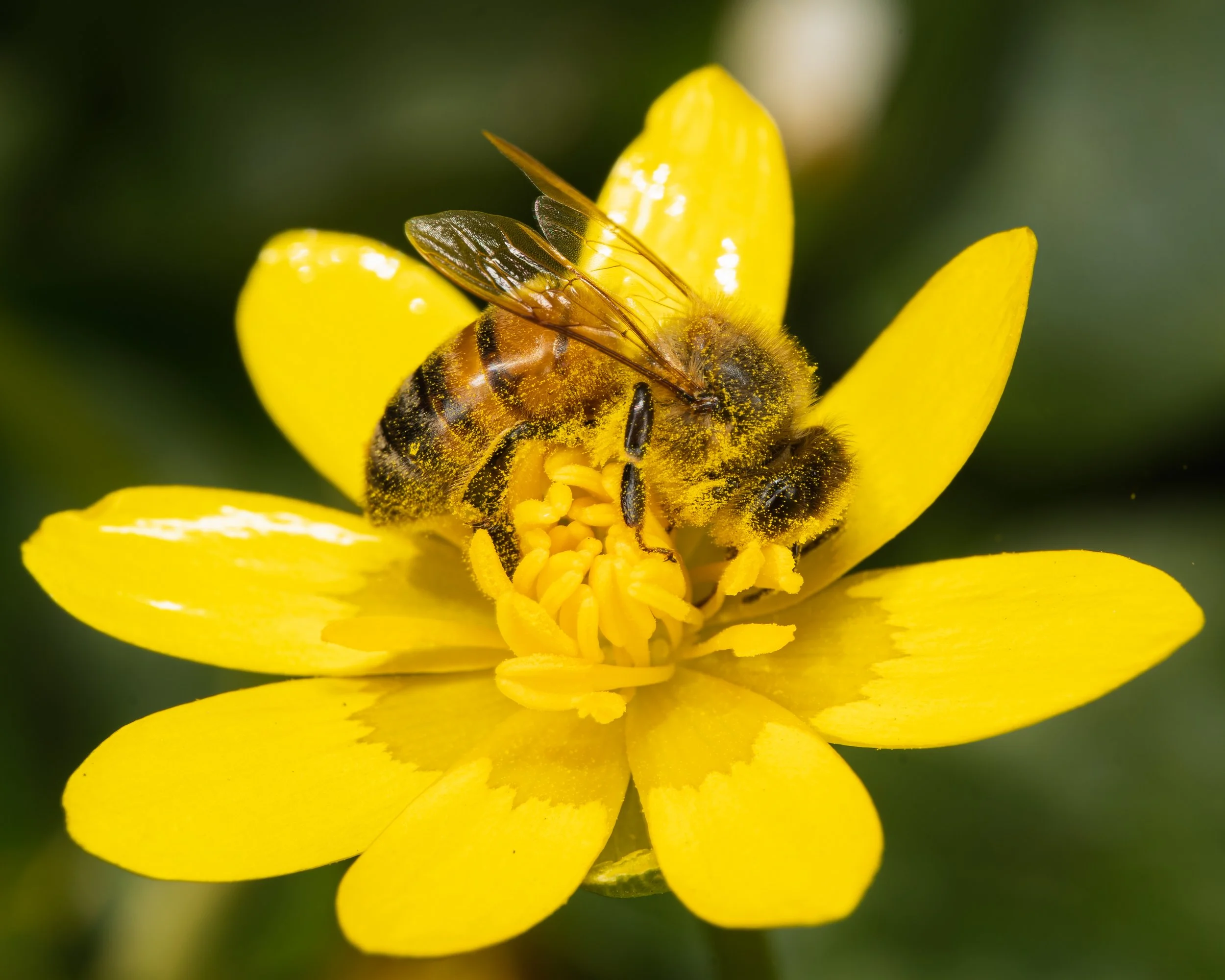 bee an yellow flower APP April 2023.JPG