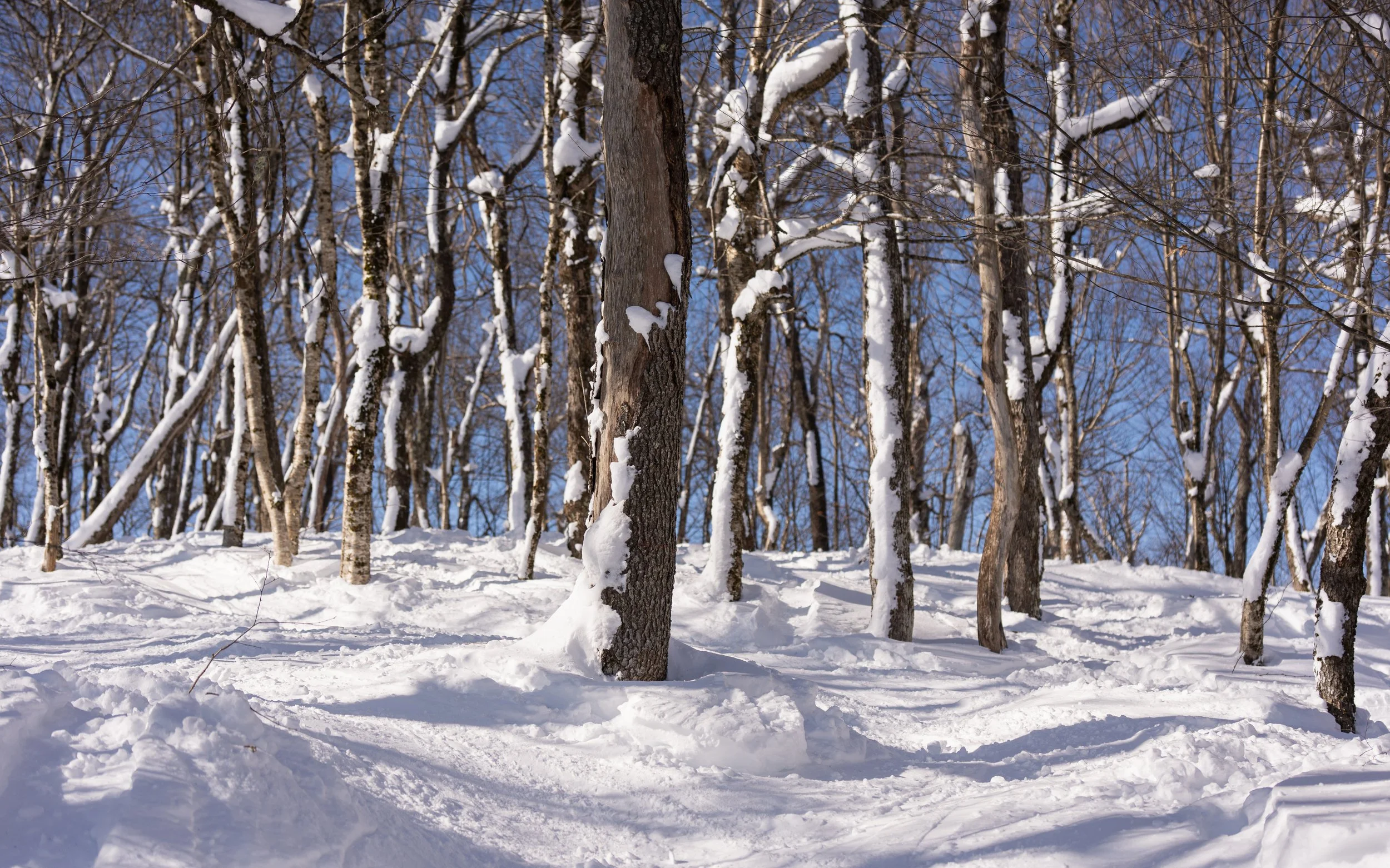 Belleayre Ski Trip 2023 tree skiing.JPG