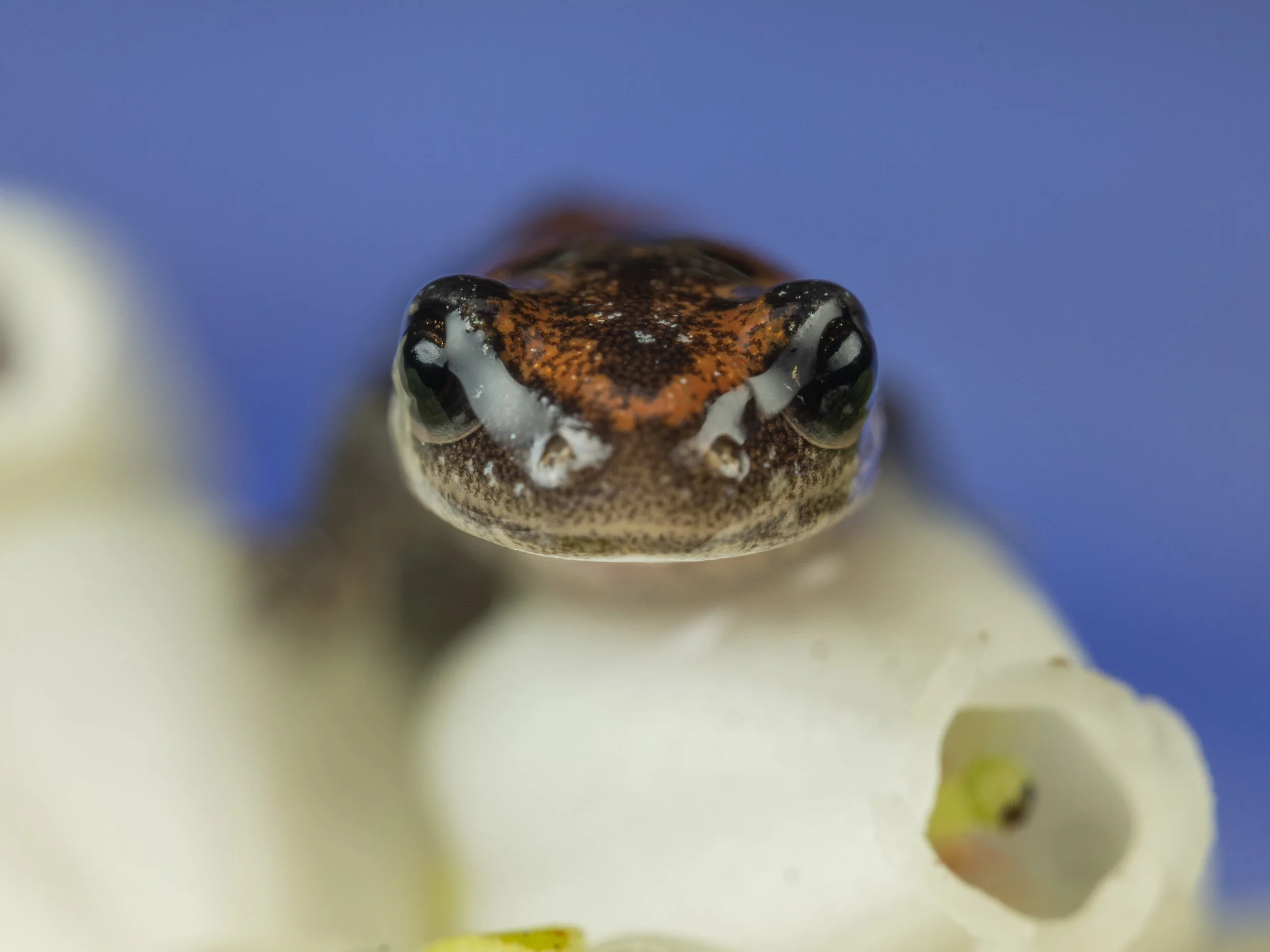 Salamander-2.JPG