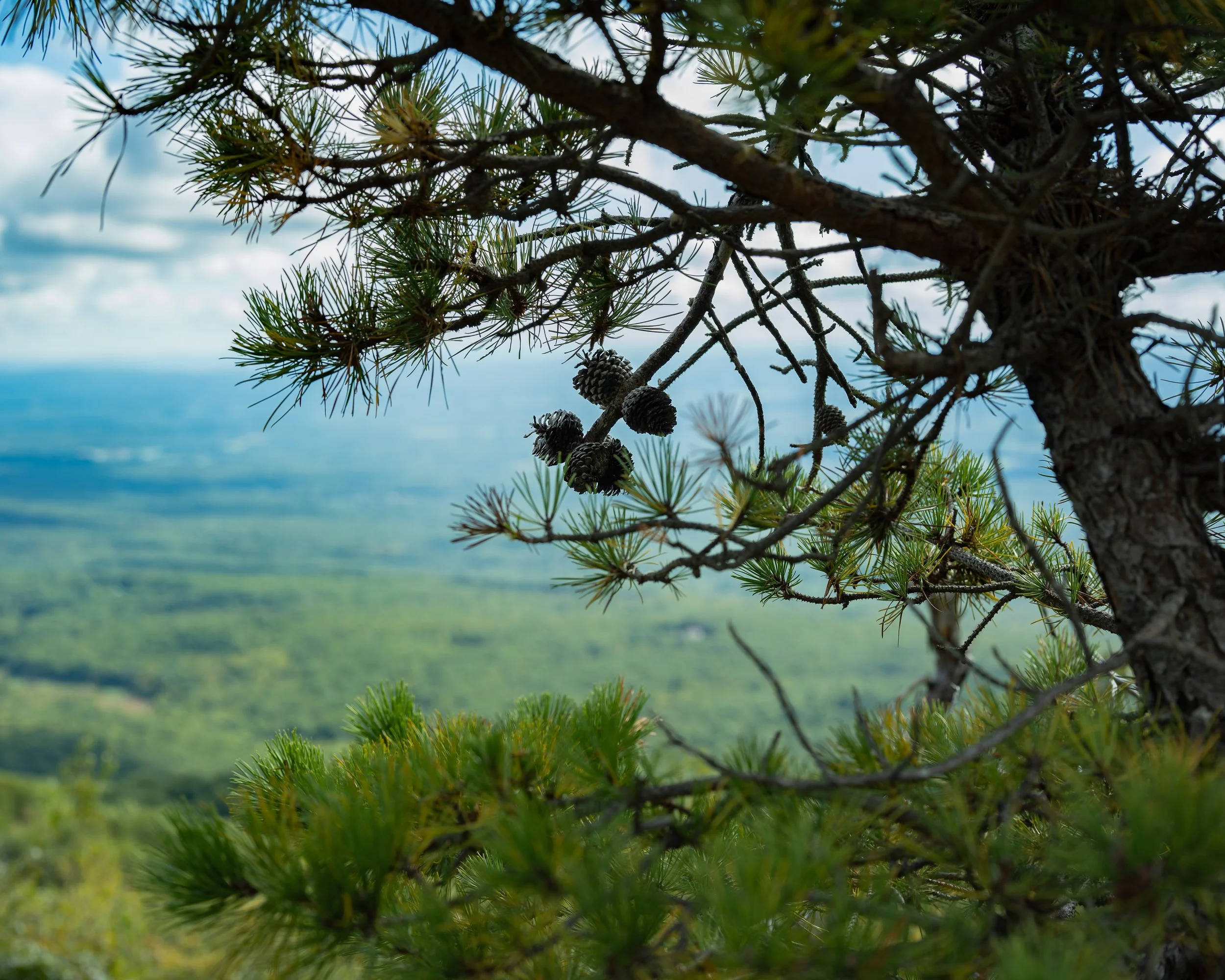 Pitch Pine Forrest Trees-7.JPG