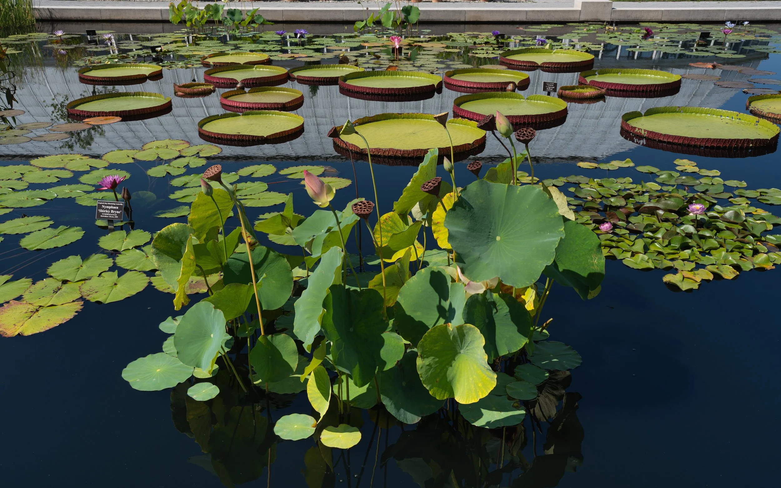 New York Botanical Garden Grounds-11.JPG