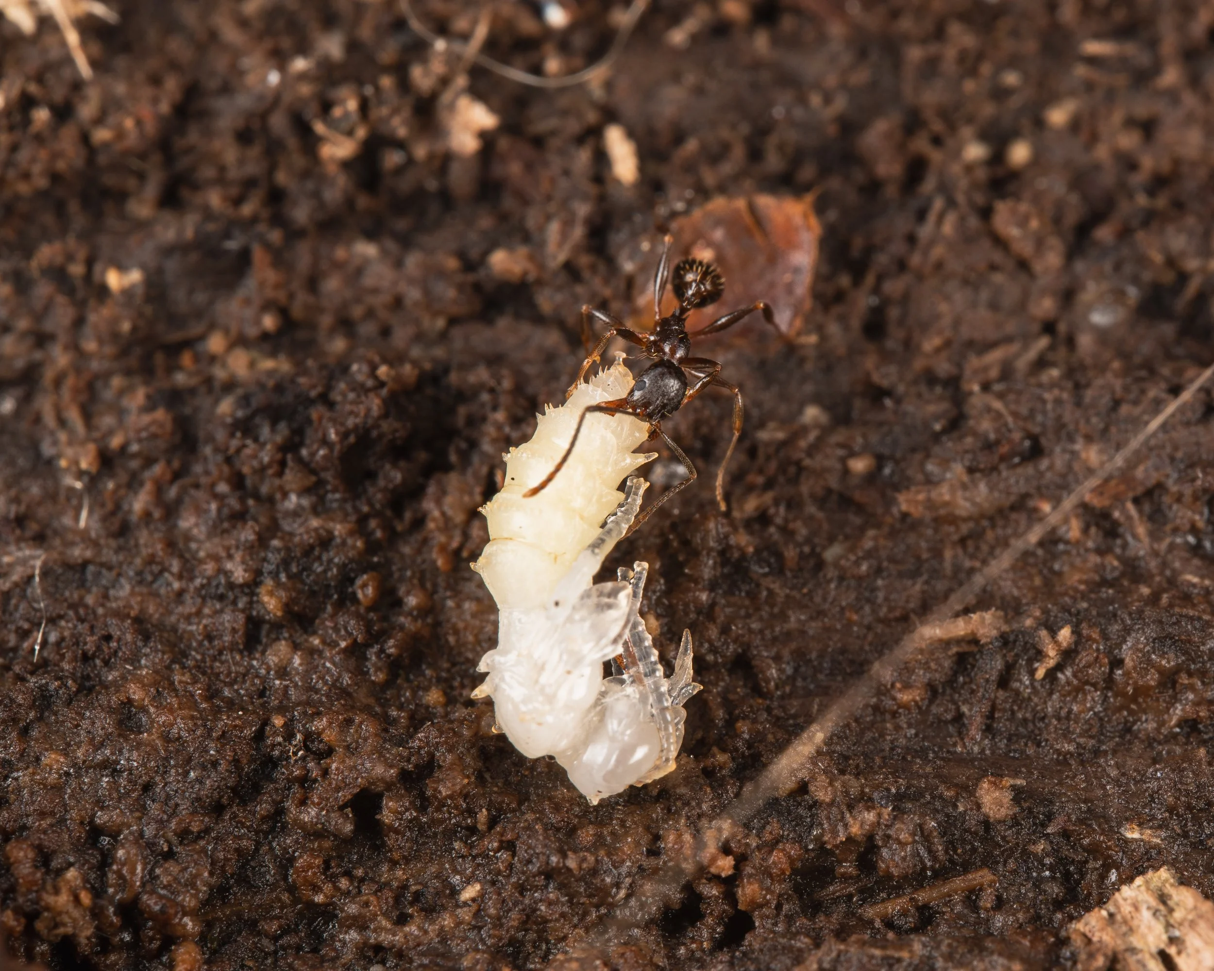 Bee loses Baby-4.JPG