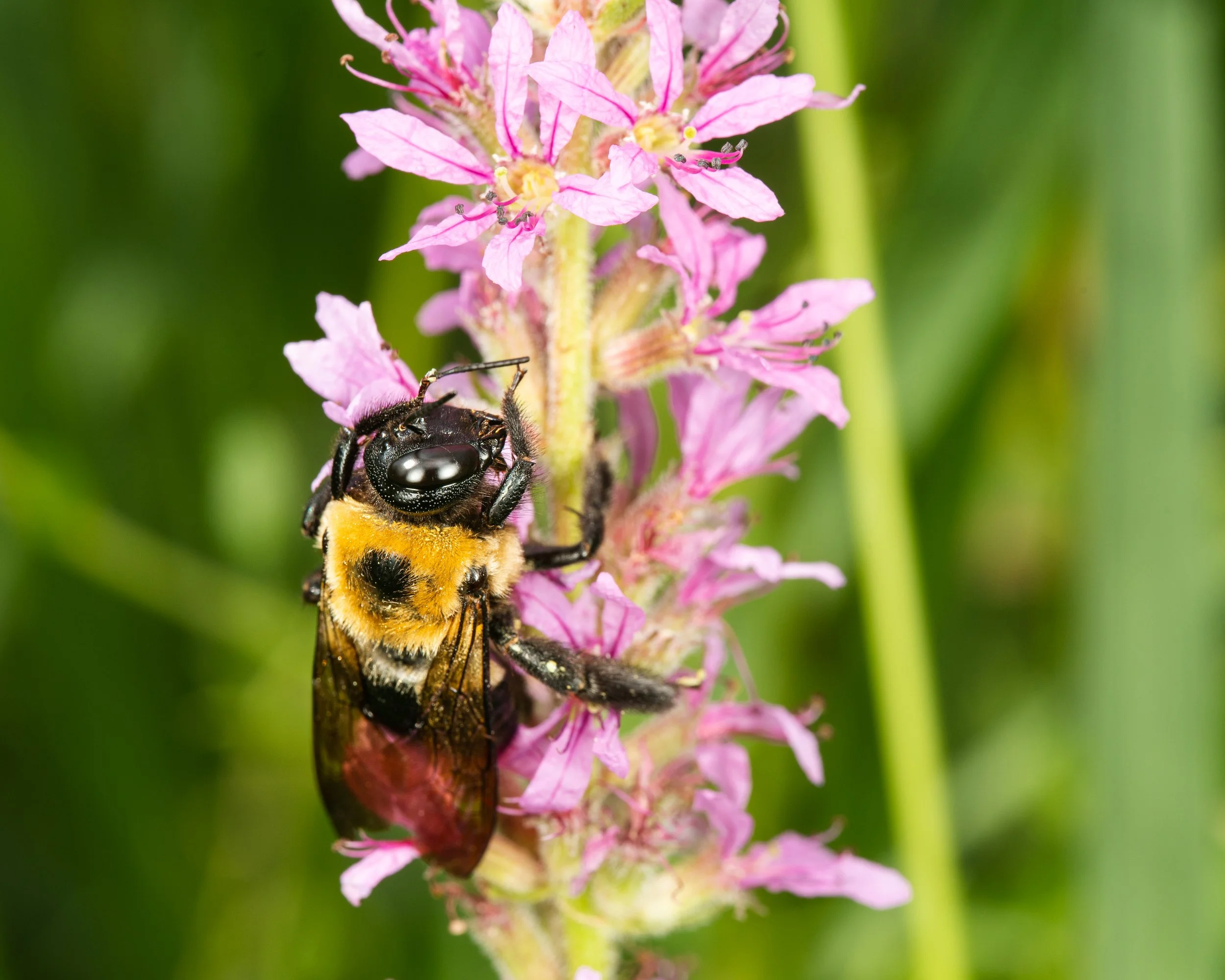 Bee Flat Faced-2.JPG