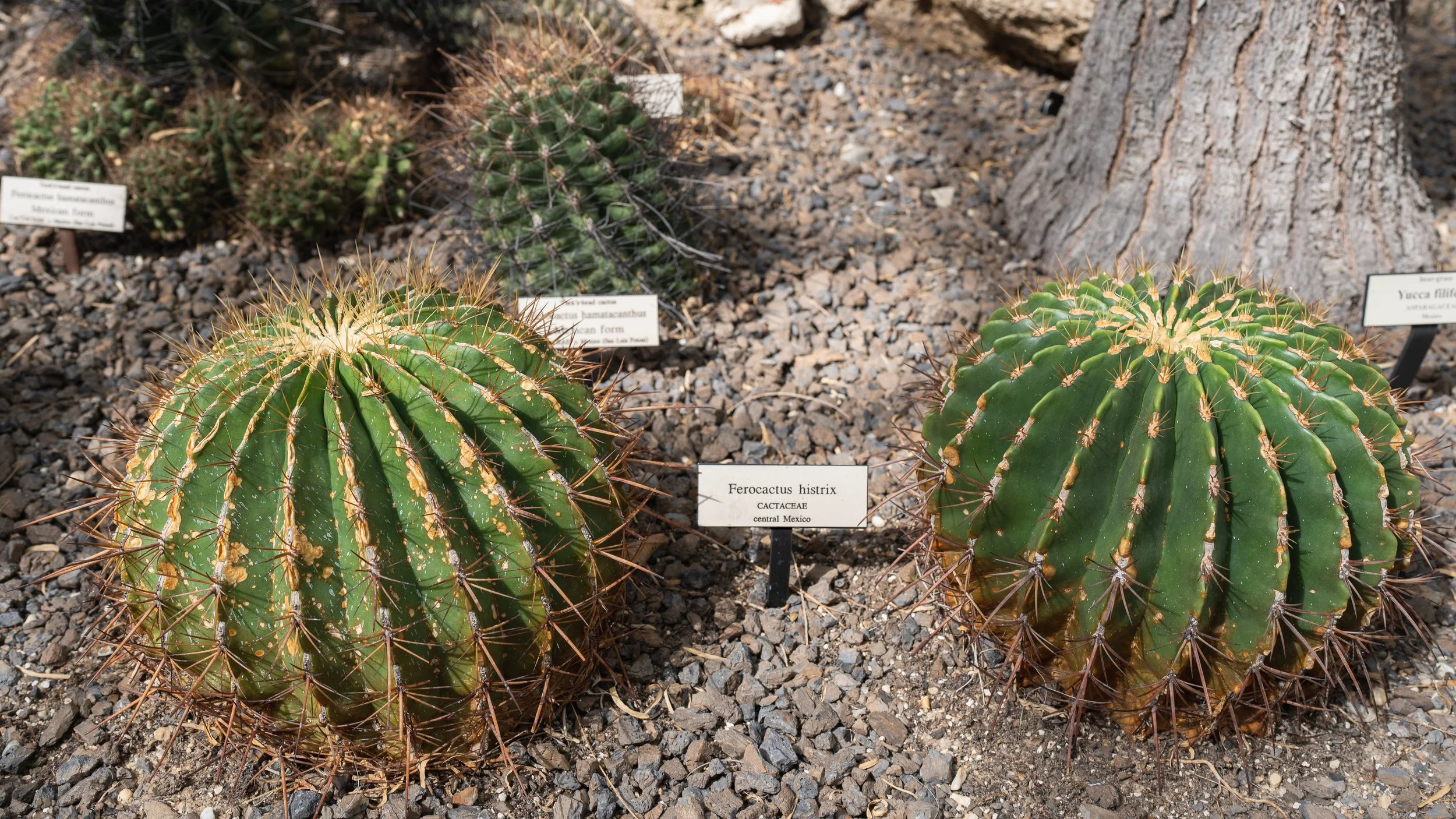 New York Botanical Garden Grounds-5.JPG