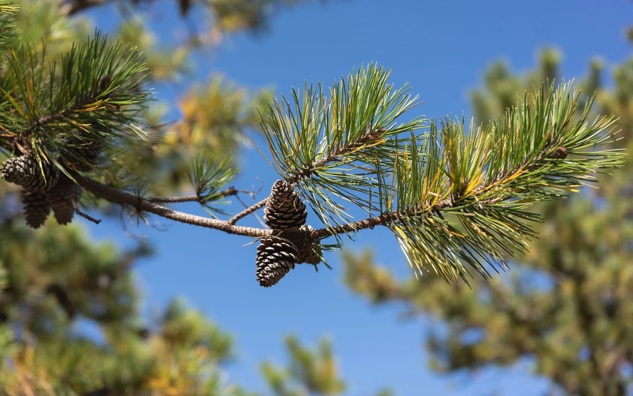 Fall foliage at Minnewaska-8.JPG