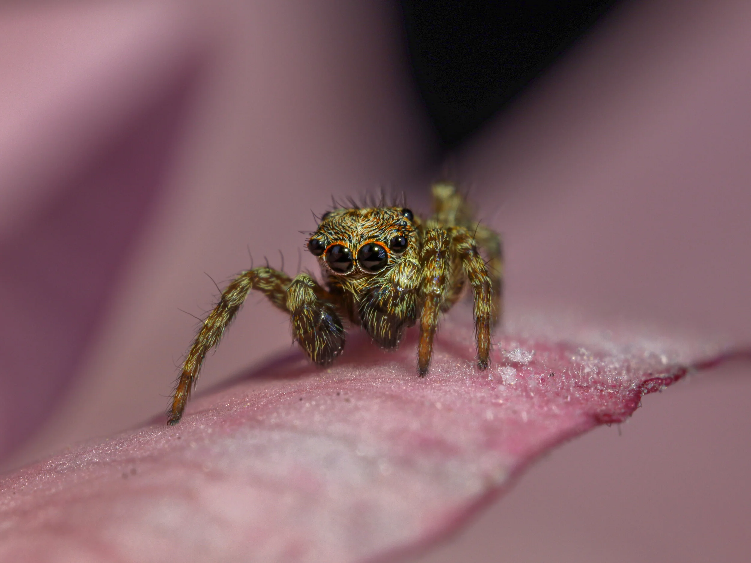 BitsyJumpingSpider.jpg