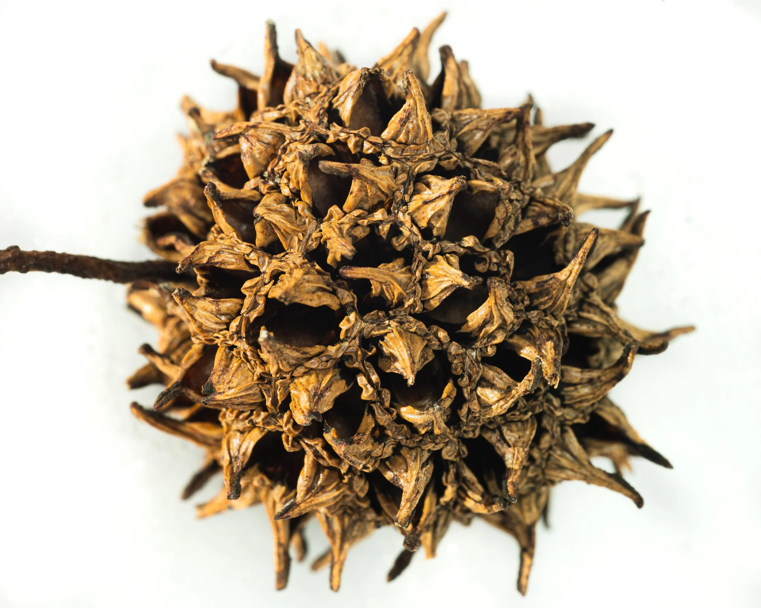 SpikyPlant.jpg