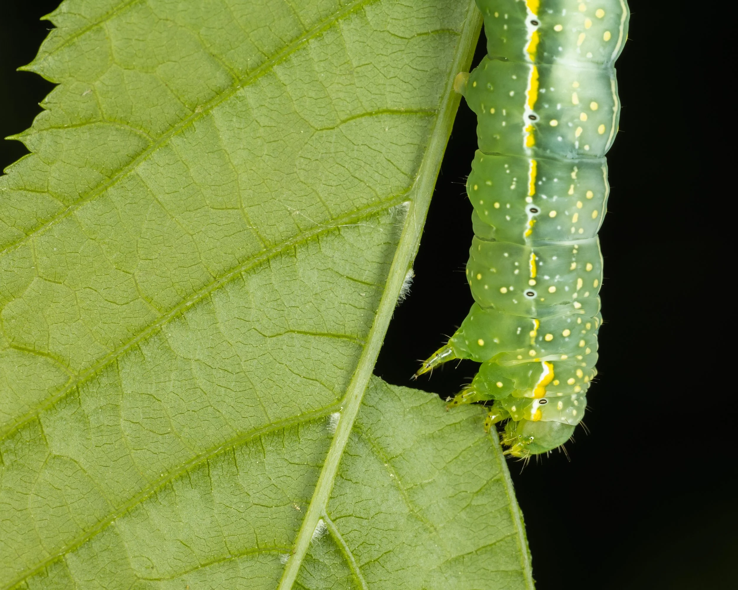 Caterpillar Spring 2022-4.JPG