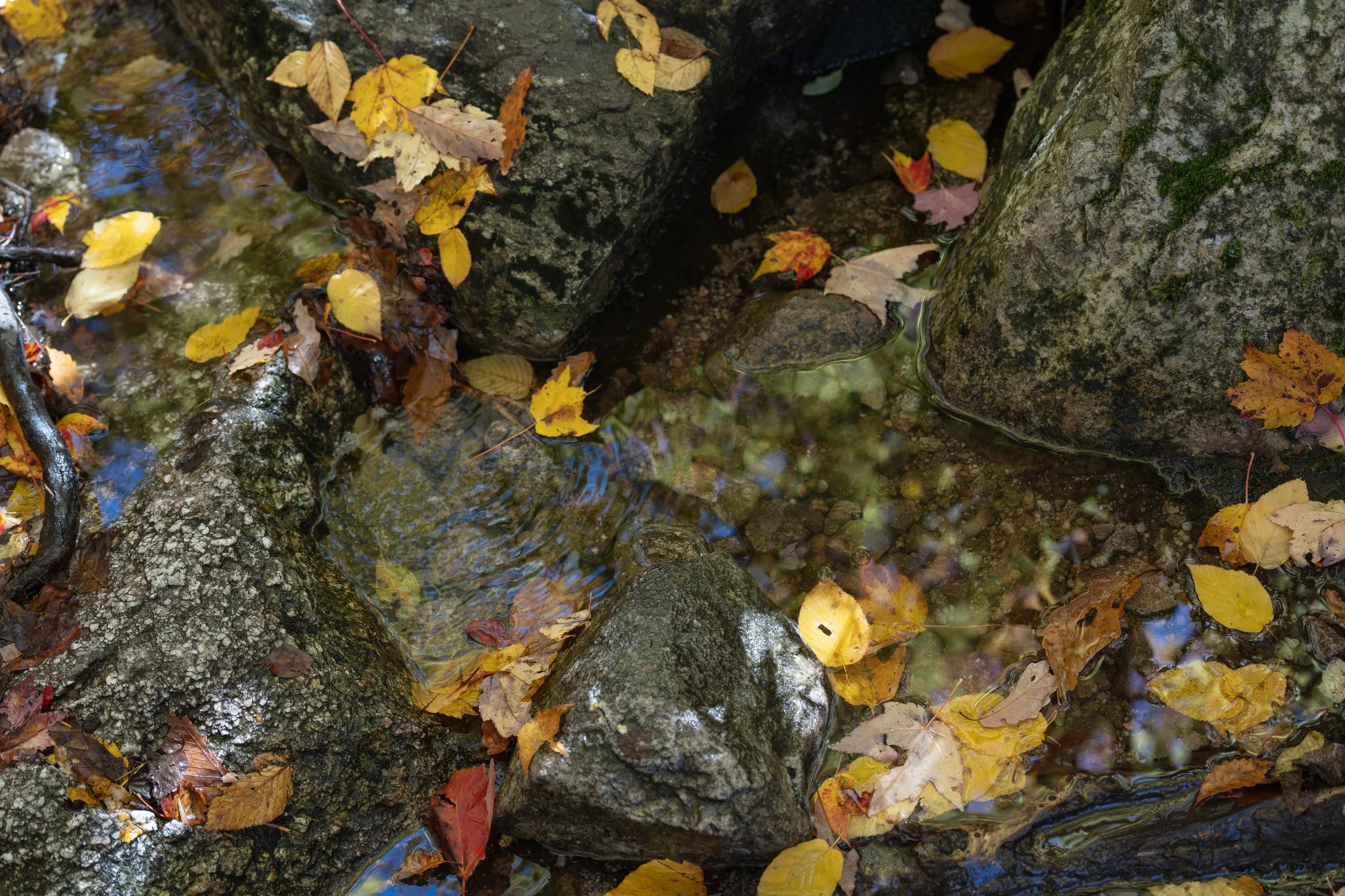 Leaves in Stream.JPG
