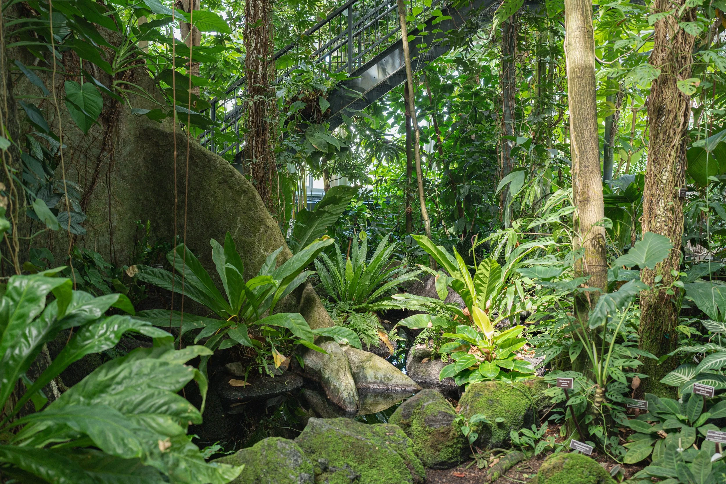 New York Botanical Garden mossy rocks.JPG